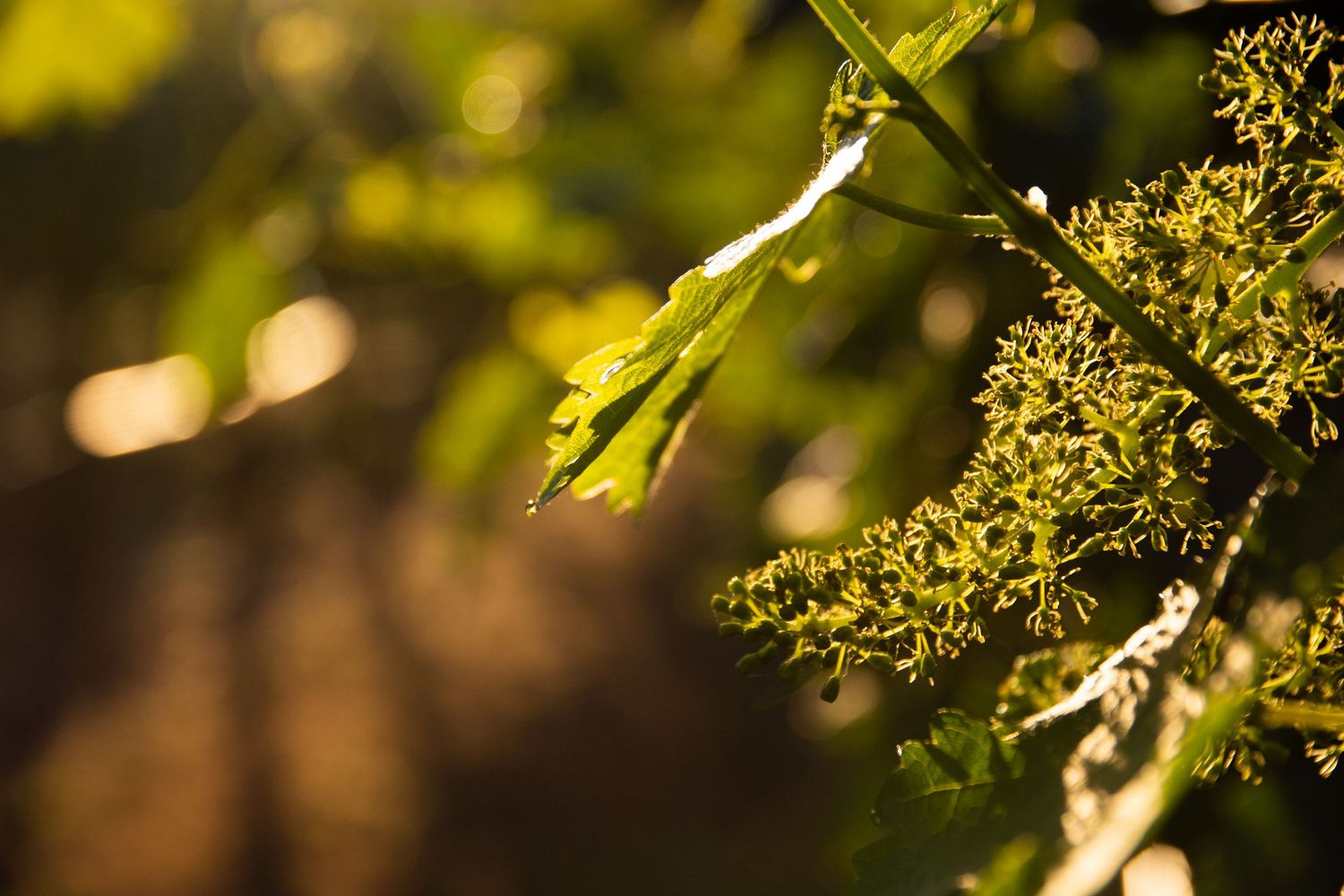 Sunlit tree branches with golden bokeh light filtering through green spring foliage.