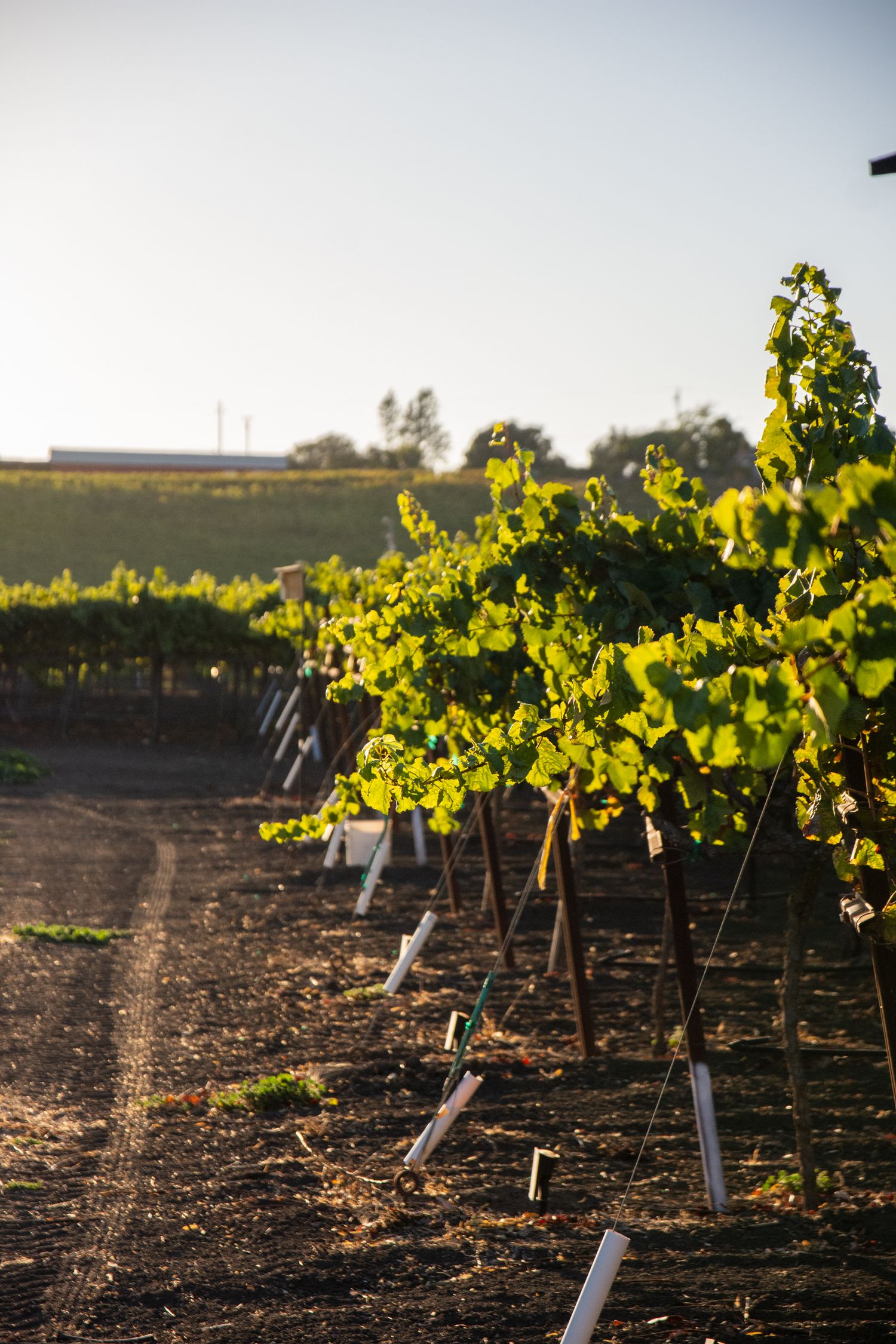 Sunlit vineyard rows with young grape vines growing on supports.