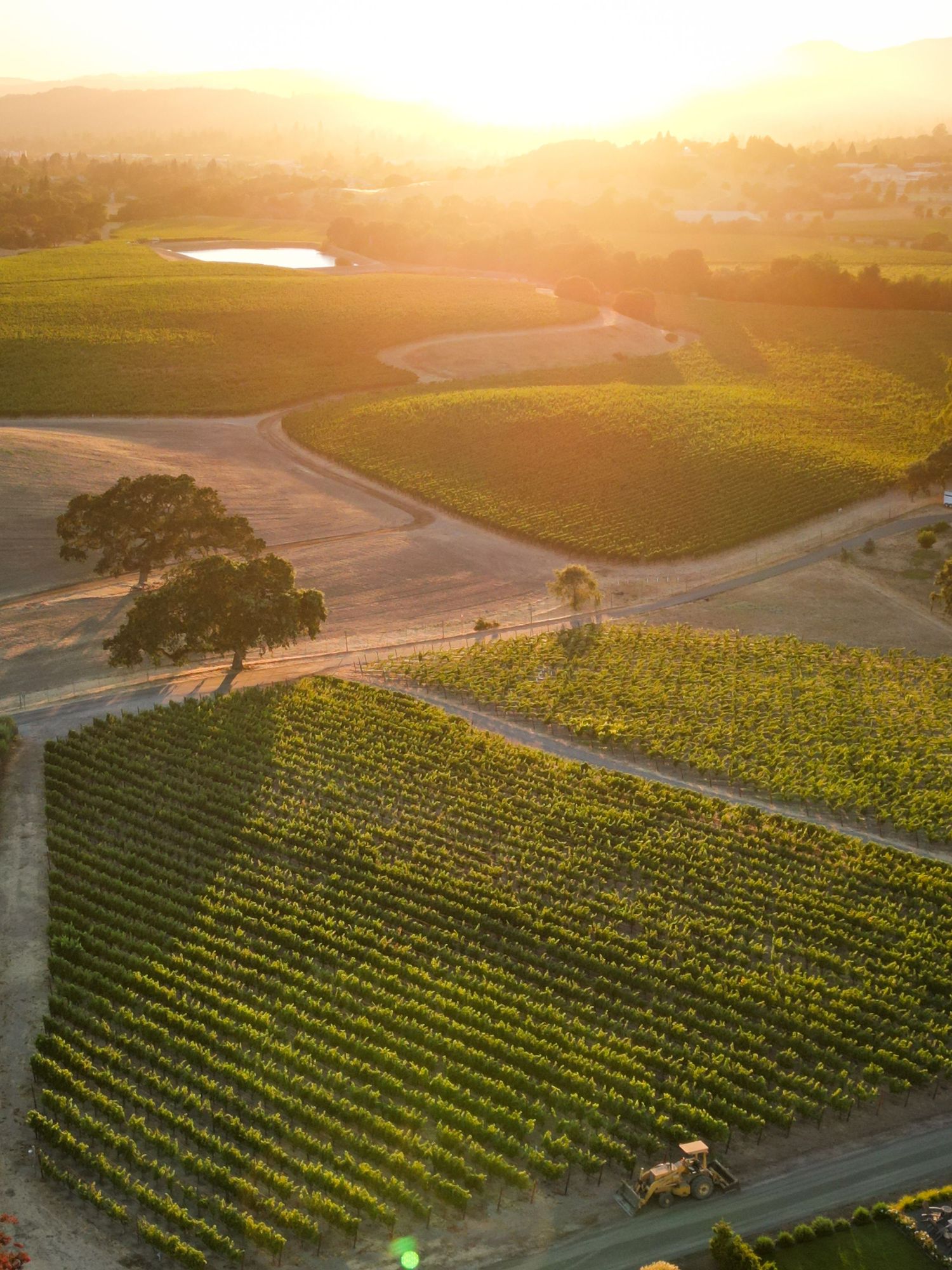 Aerial sunset view of lush green vineyard rows with golden light, oak trees, and a pond in rolling wine country hills.