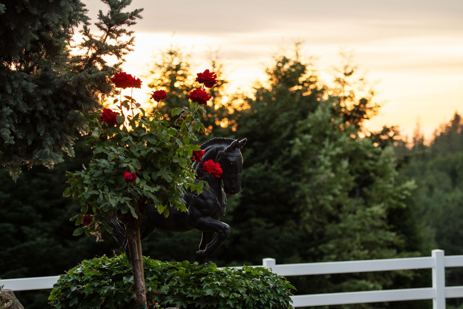 Red roses bloom against a white fence at sunset with evergreen trees in background.