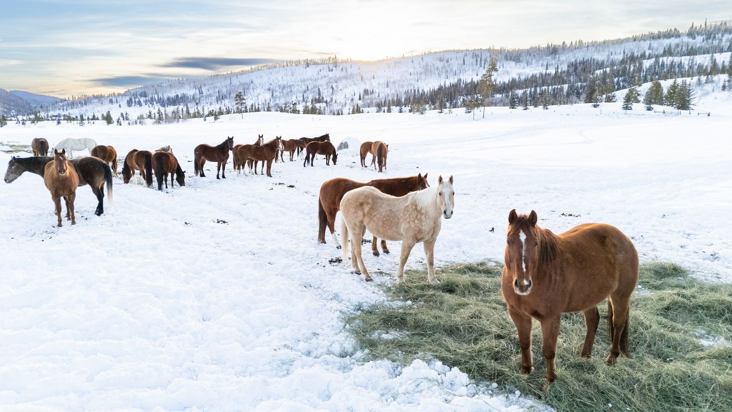 Horses grazing in a snowy winter landscape with mountains in the background.