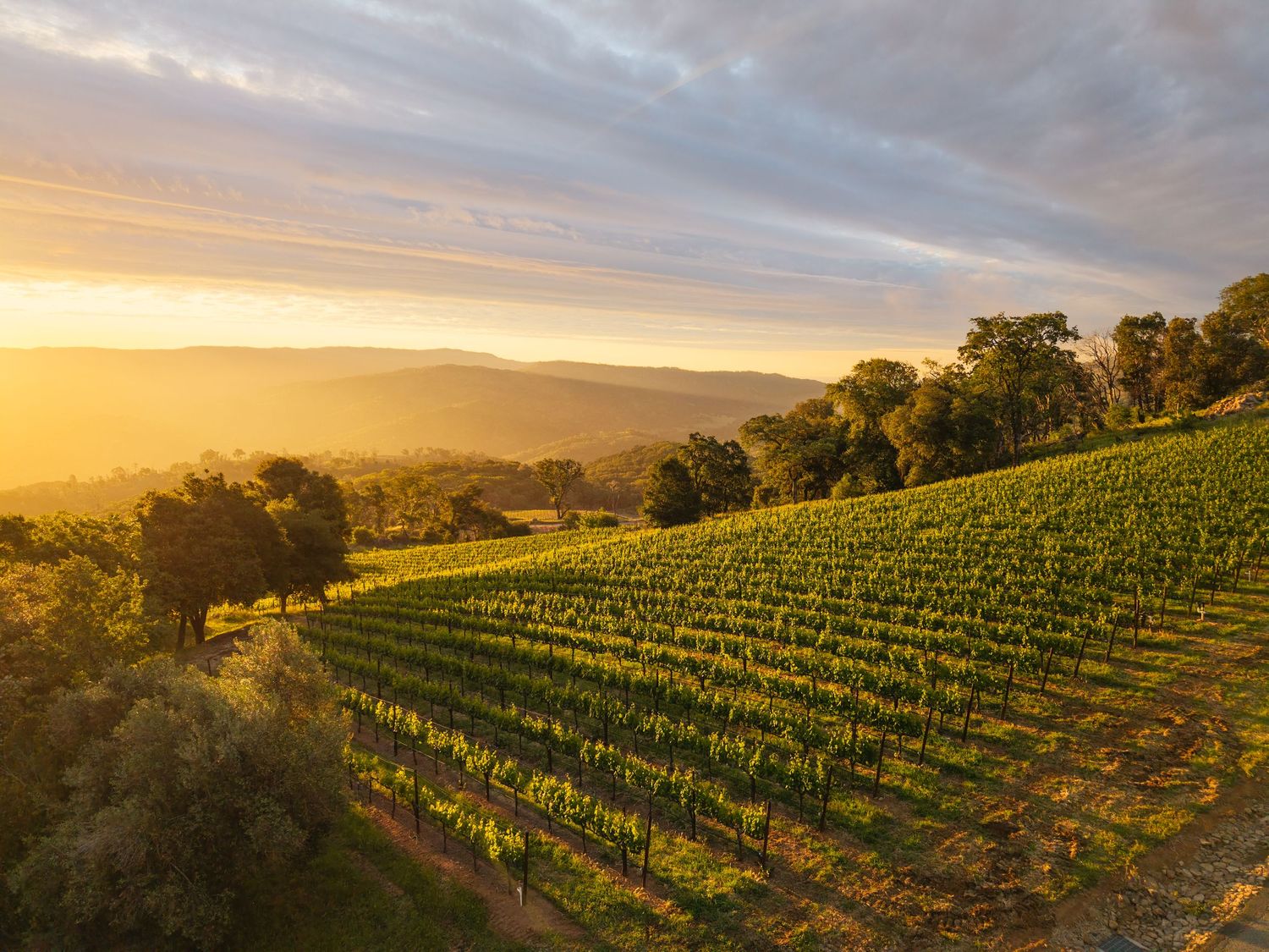 Golden sunset over rolling vineyard rows with oak trees and misty mountains in the background.