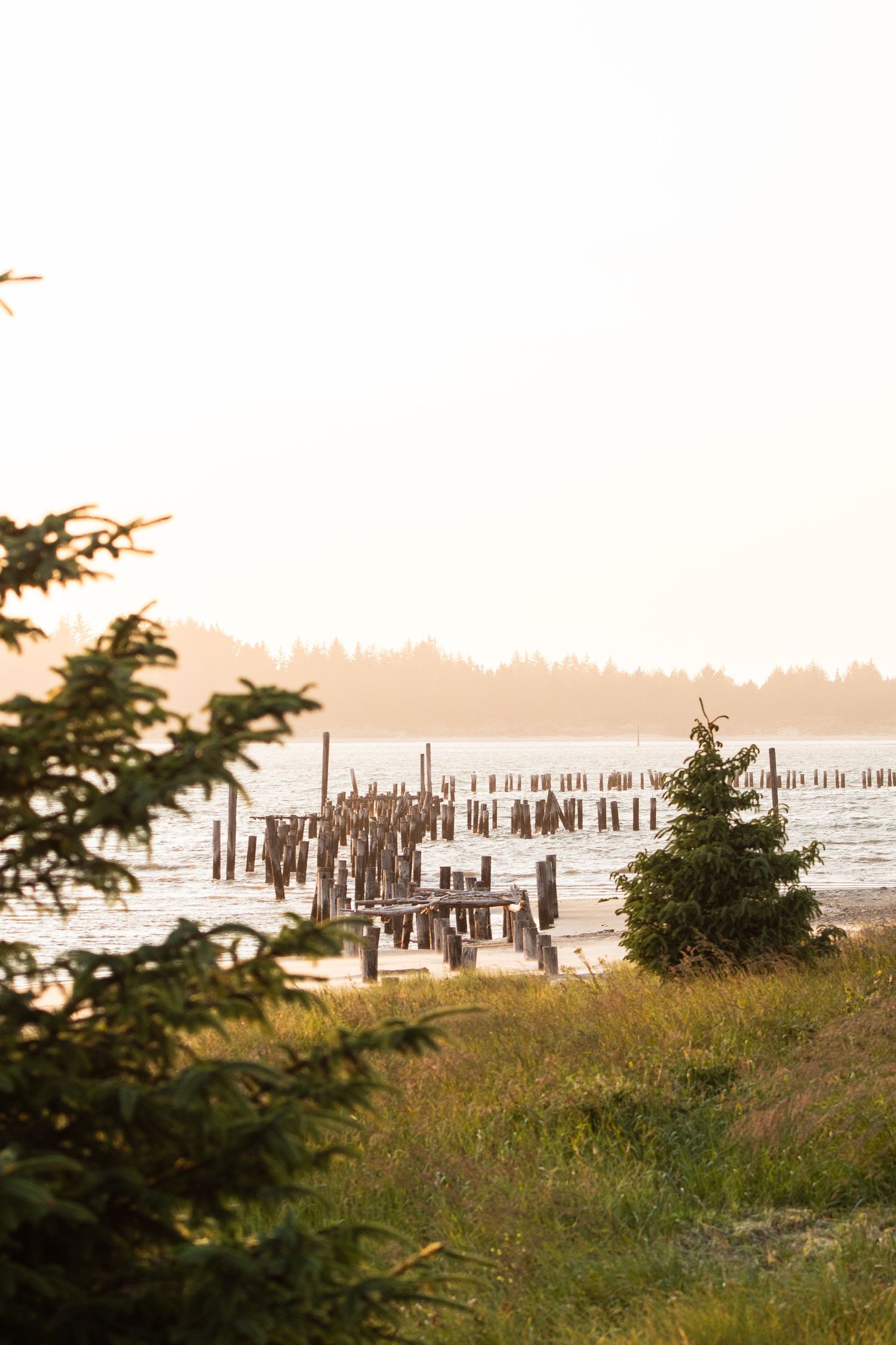 Weathered pier pilings stand in calm waters against a forested shoreline during golden hour.
