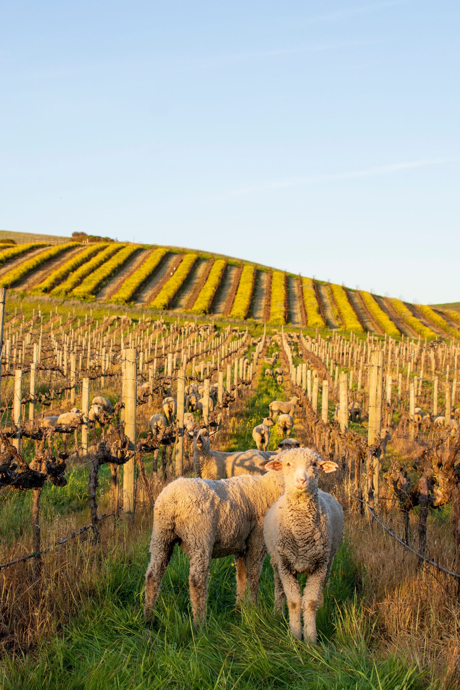 Two white lambs stand in a sunlit vineyard with rows of grapevines on rolling hills under a clear blue sky.