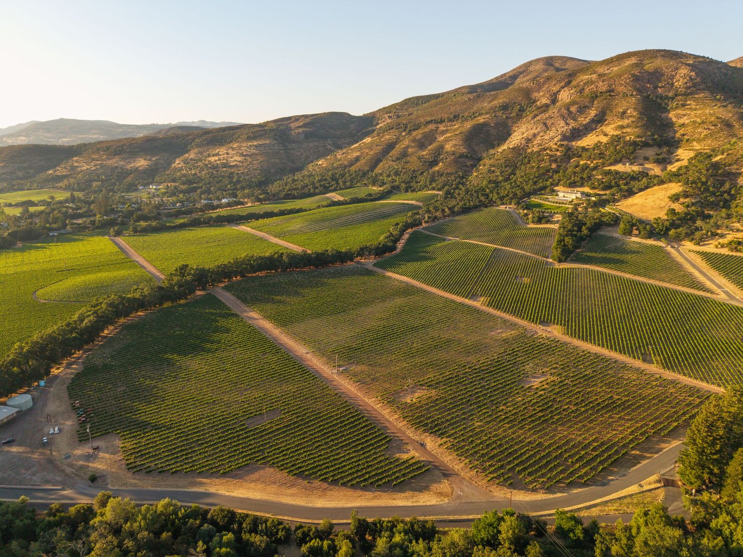 Aerial view of lush vineyard rows on rolling hills bathed in golden sunlight with mountains in the background.
