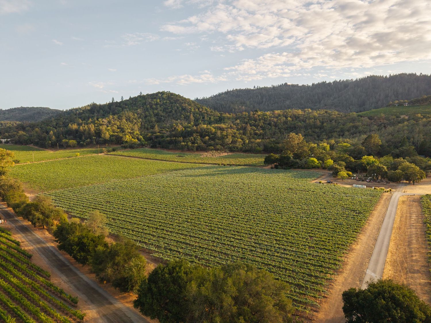 Aerial view of lush green vineyard rows nestled among rolling hills and trees in Napa Valley, California.