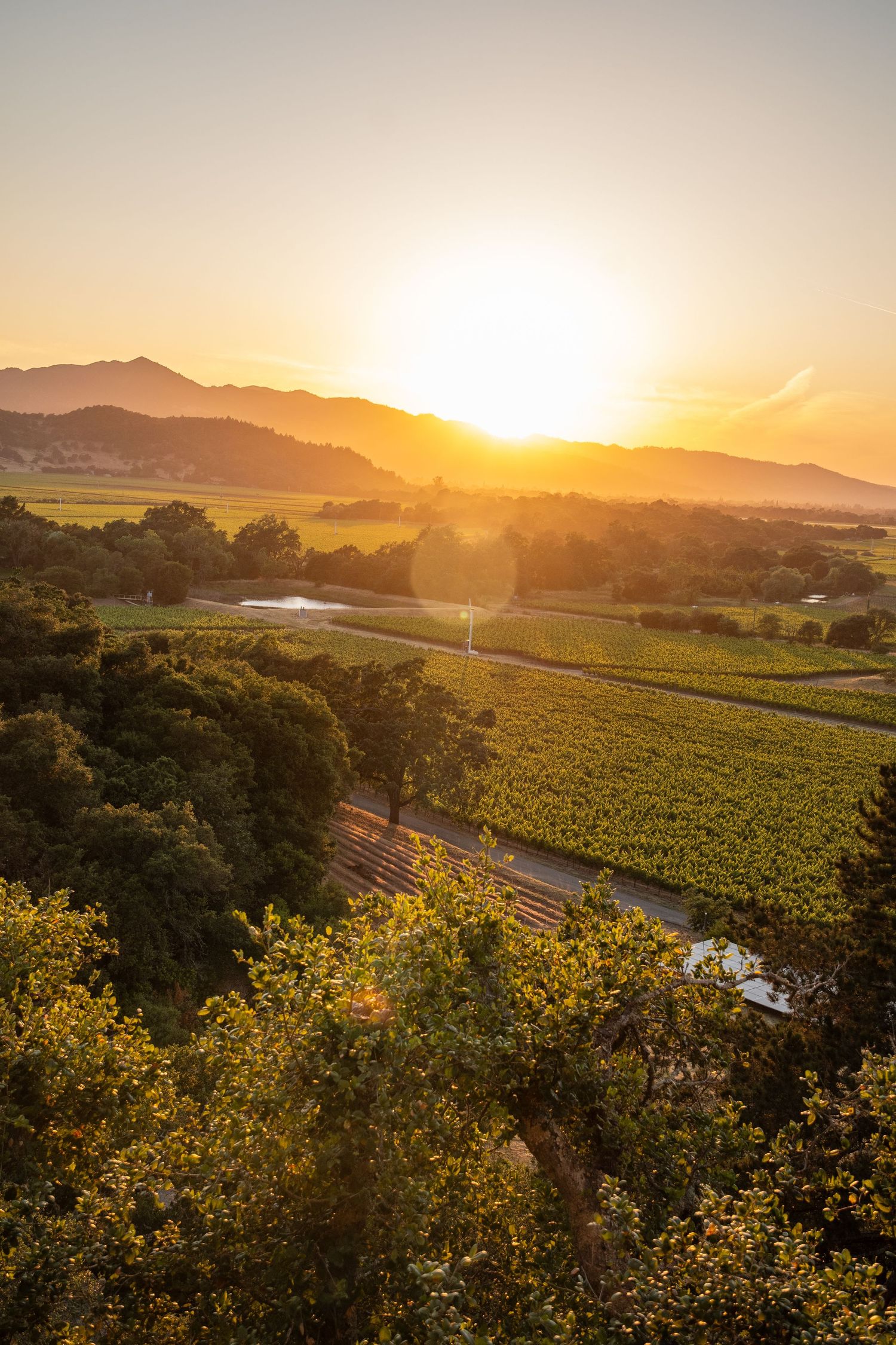 Aerial view of a golden sunset over Napa Valley vineyards with rolling hills, oak trees, and a winding road in California.