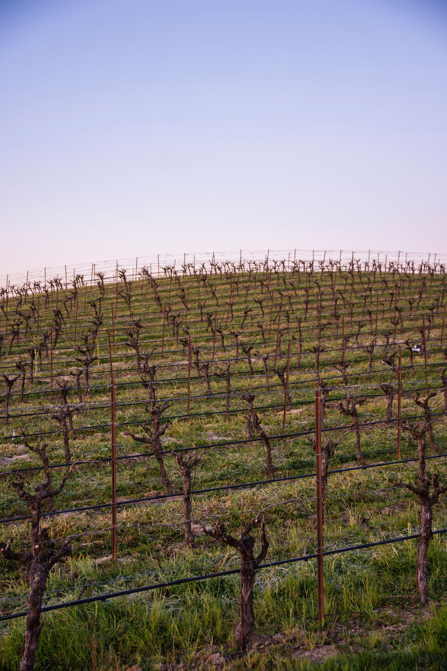 Orderly rows of dormant grapevines on rolling hills against clear blue sky.