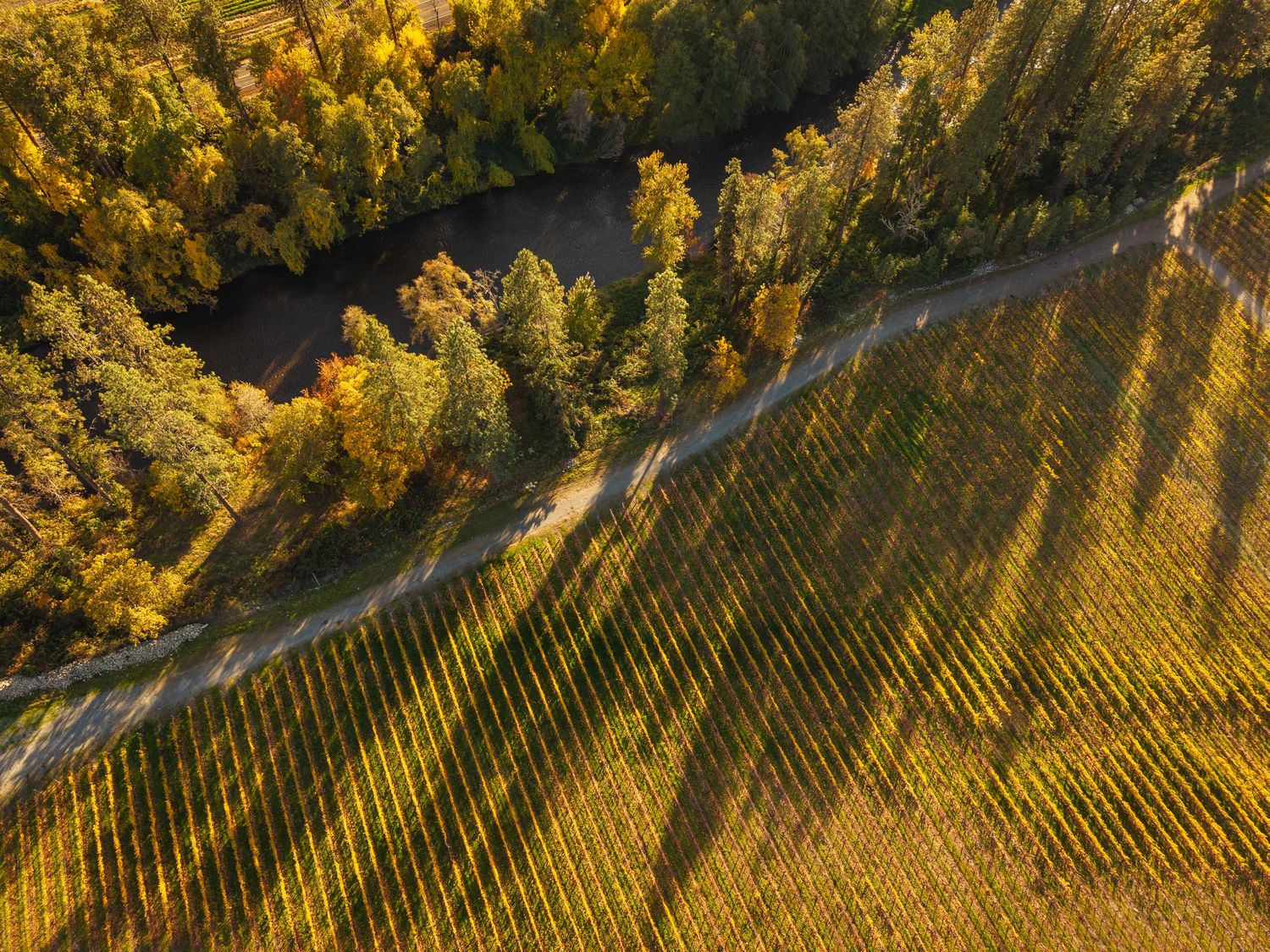 Aerial view of autumn vineyard rows beside a winding forest path with golden and green trees in warm fall light.