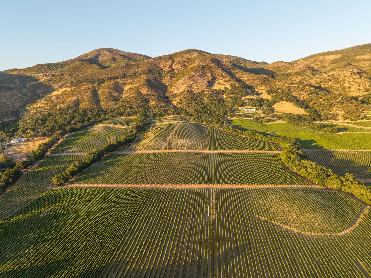 Aerial view of lush vineyard rows nestled in a scenic valley with golden hills and mountains at sunset.