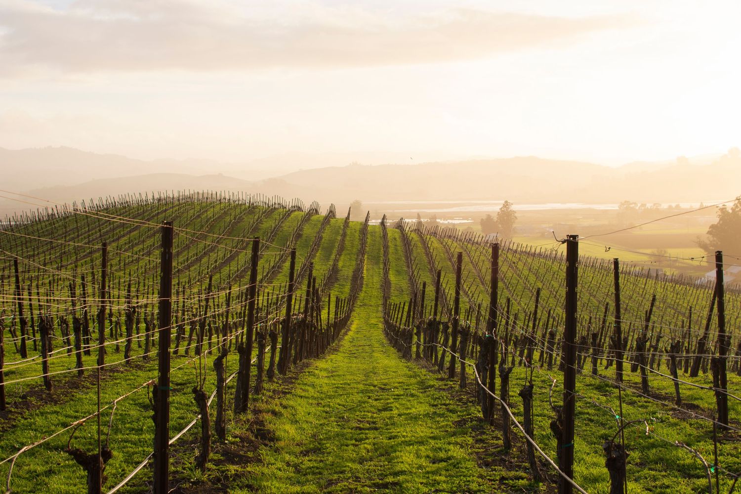 Rolling hills covered in neat rows of vineyard grapevines at sunset.