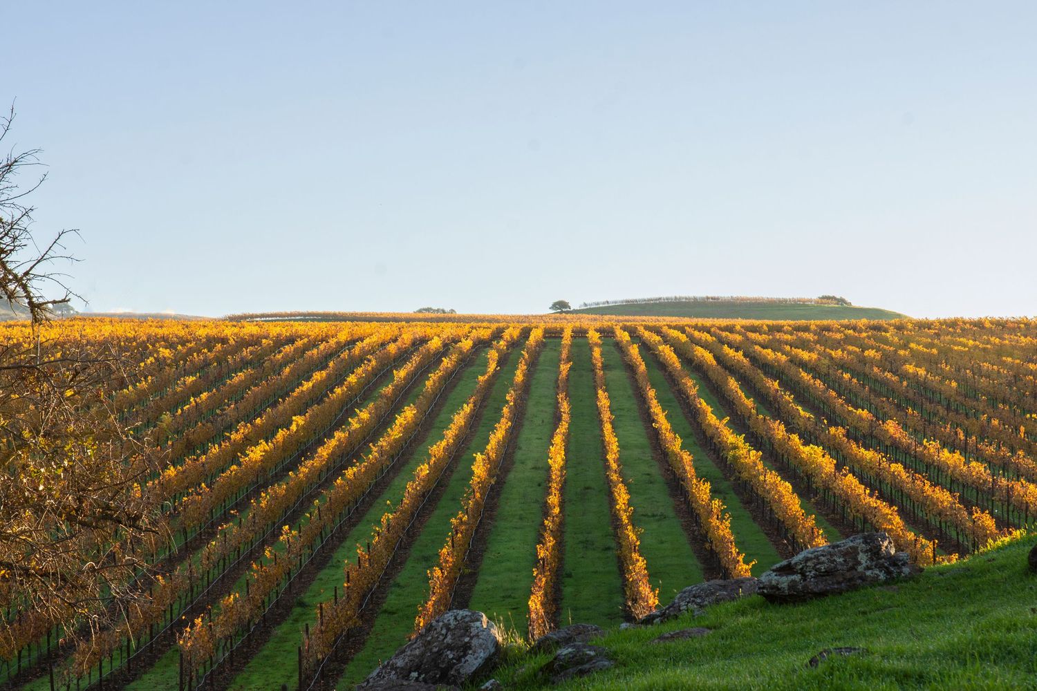 Rolling hills covered in neat rows of autumn-colored grapevines stretching to the horizon.