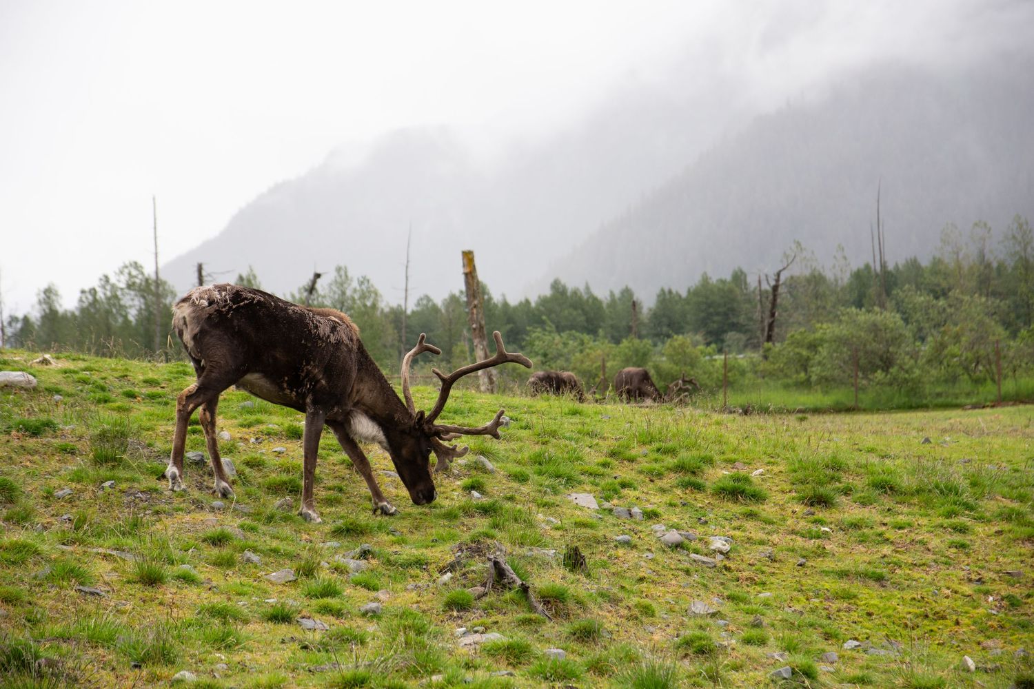 Large moose grazing in green alpine meadow with misty mountains behind.