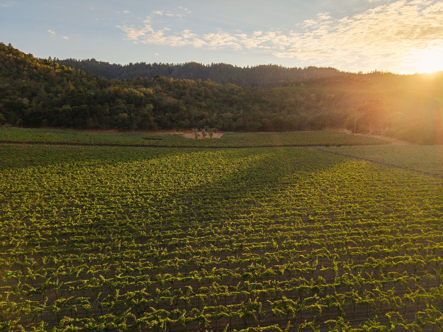 Aerial view of lush green crop rows in a valley at golden sunset with forested hills in the background.