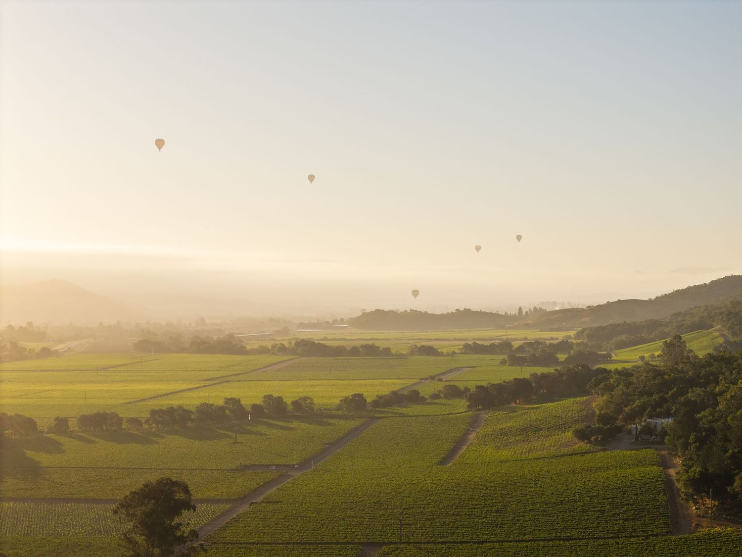 Hot air balloons float over lush green vineyard valleys at golden sunrise in Napa Valley wine country.