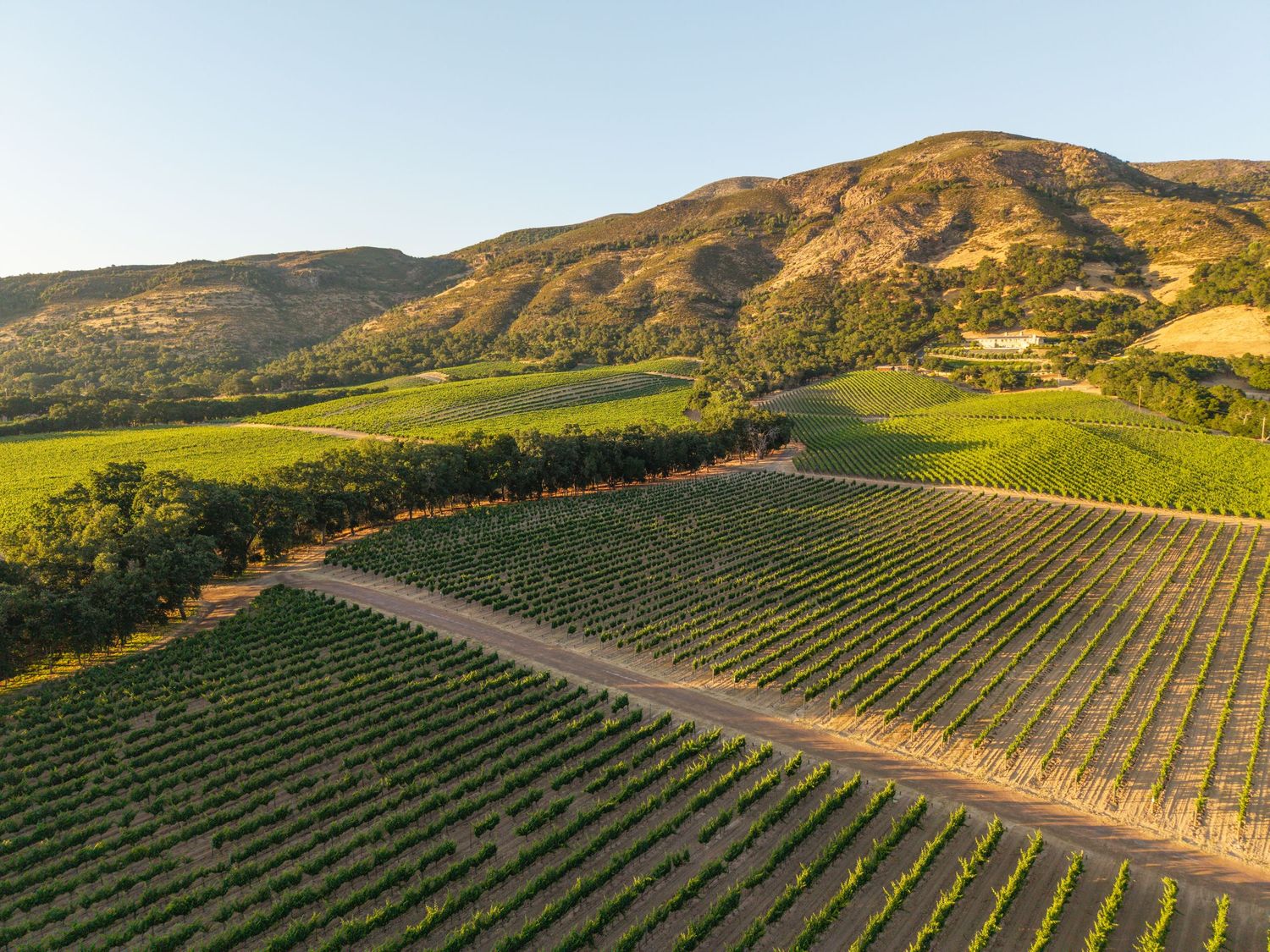 Aerial view of lush green vineyard rows at golden hour with rolling hills and trees in the background.