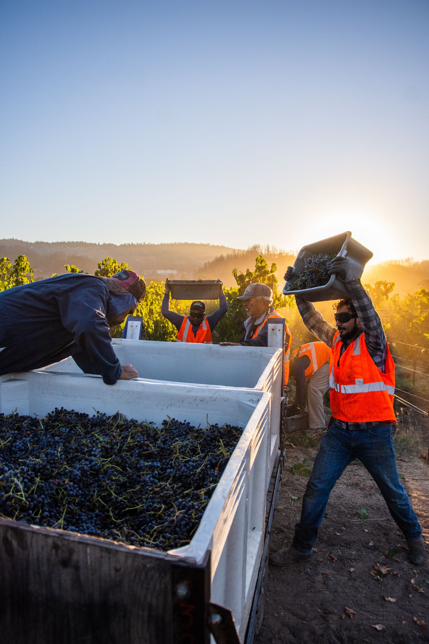 Workers harvesting wine grapes at sunset, loading them into white collection bins.