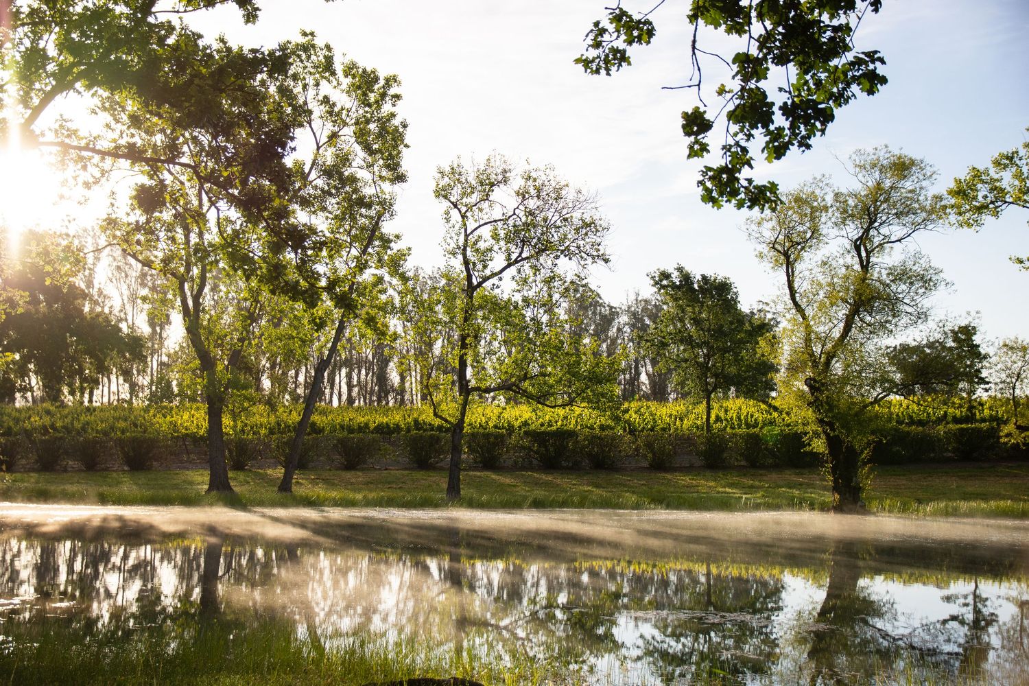 Panoramic view of trees along a misty riverbank at golden hour.