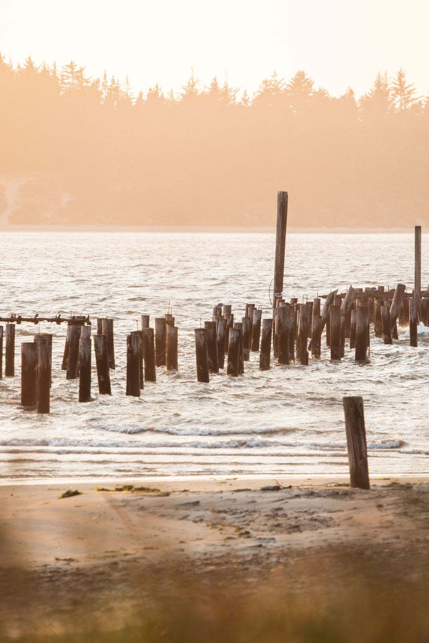 Old wooden pier posts in misty water at sunset with forest silhouettes in background.