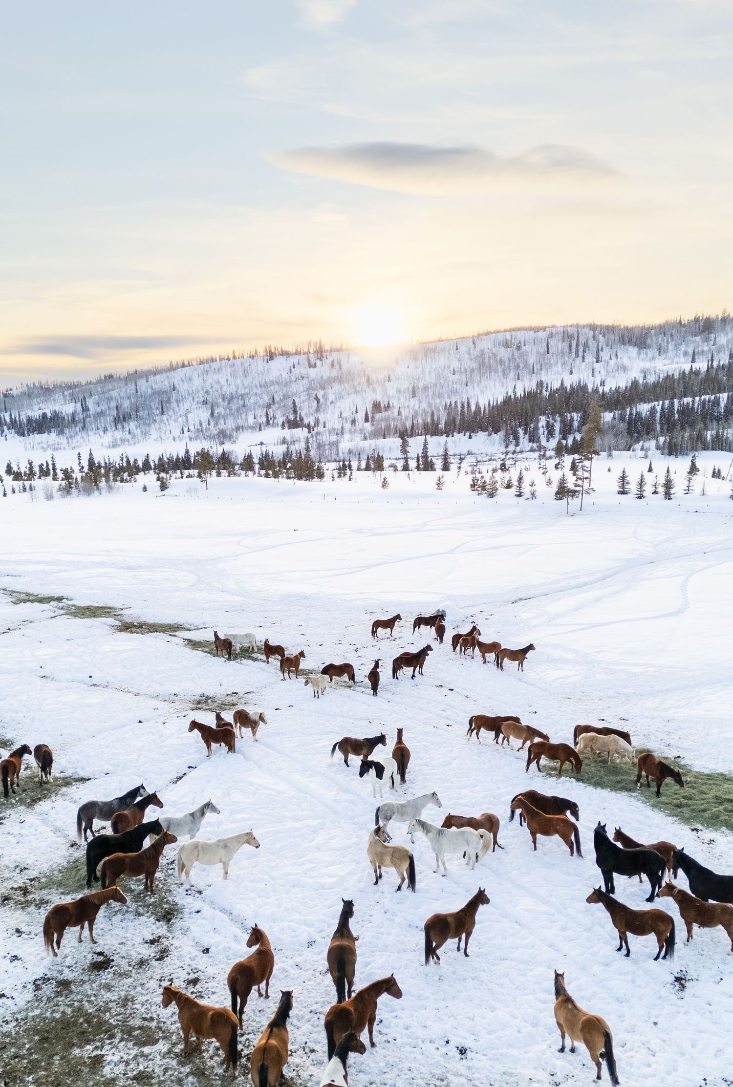 A herd of horses roams a snow-covered valley at sunset with forested hills in the background.