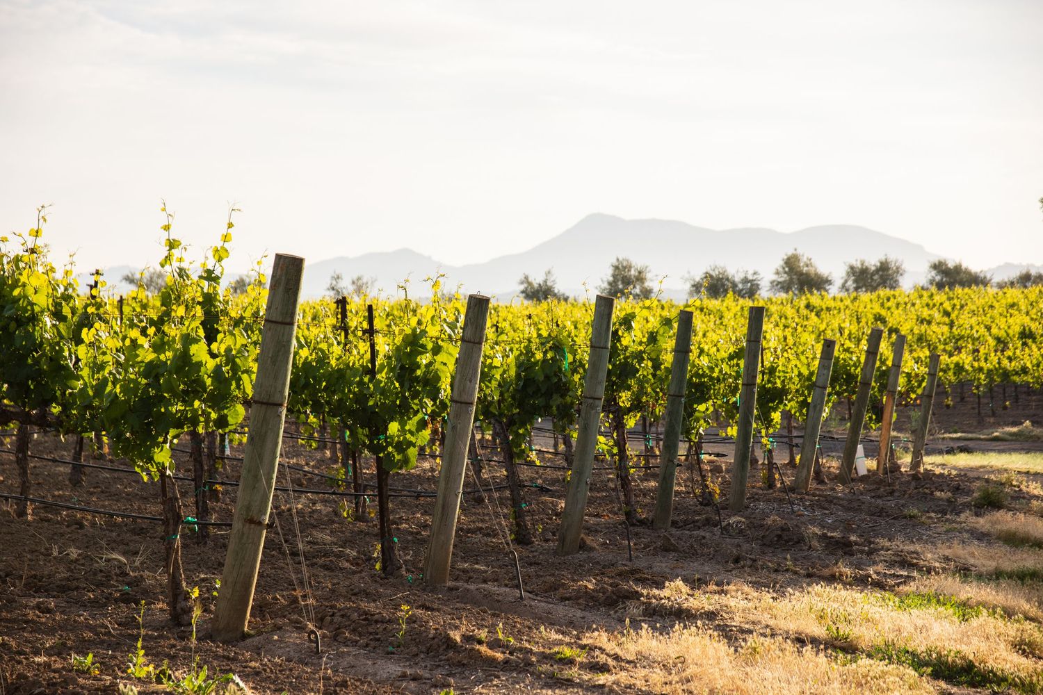 Sun-drenched vineyard rows with wooden posts and mountain backdrop in distance.