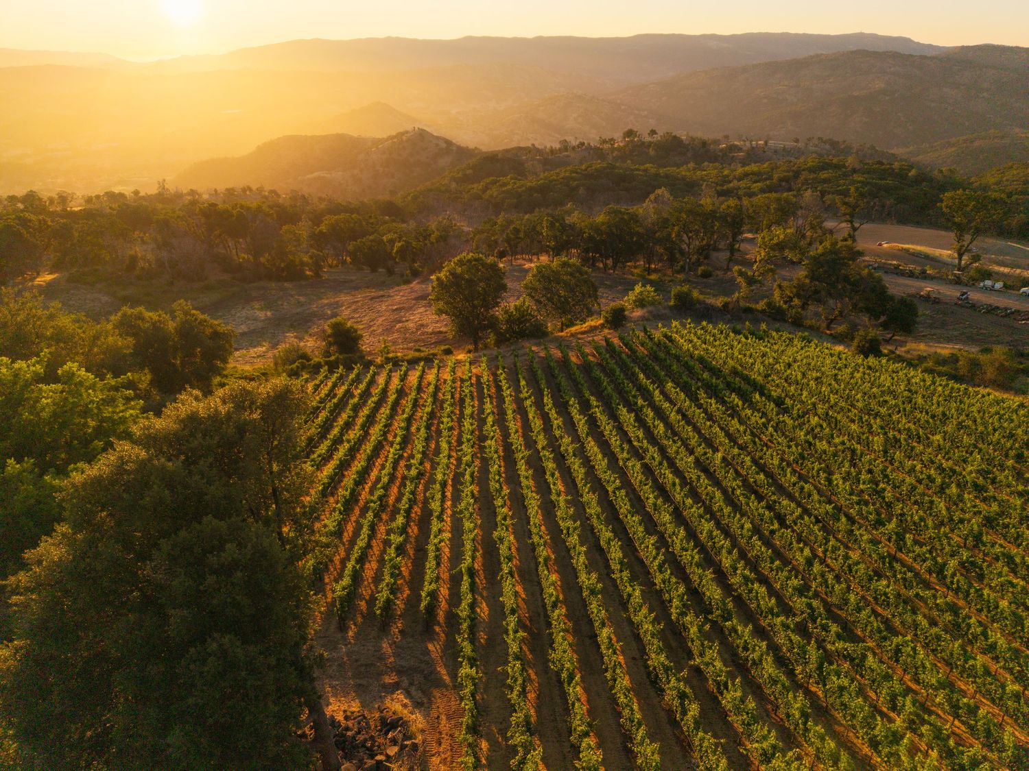 Golden sunset over rolling hills with rows of vineyard grapevines.