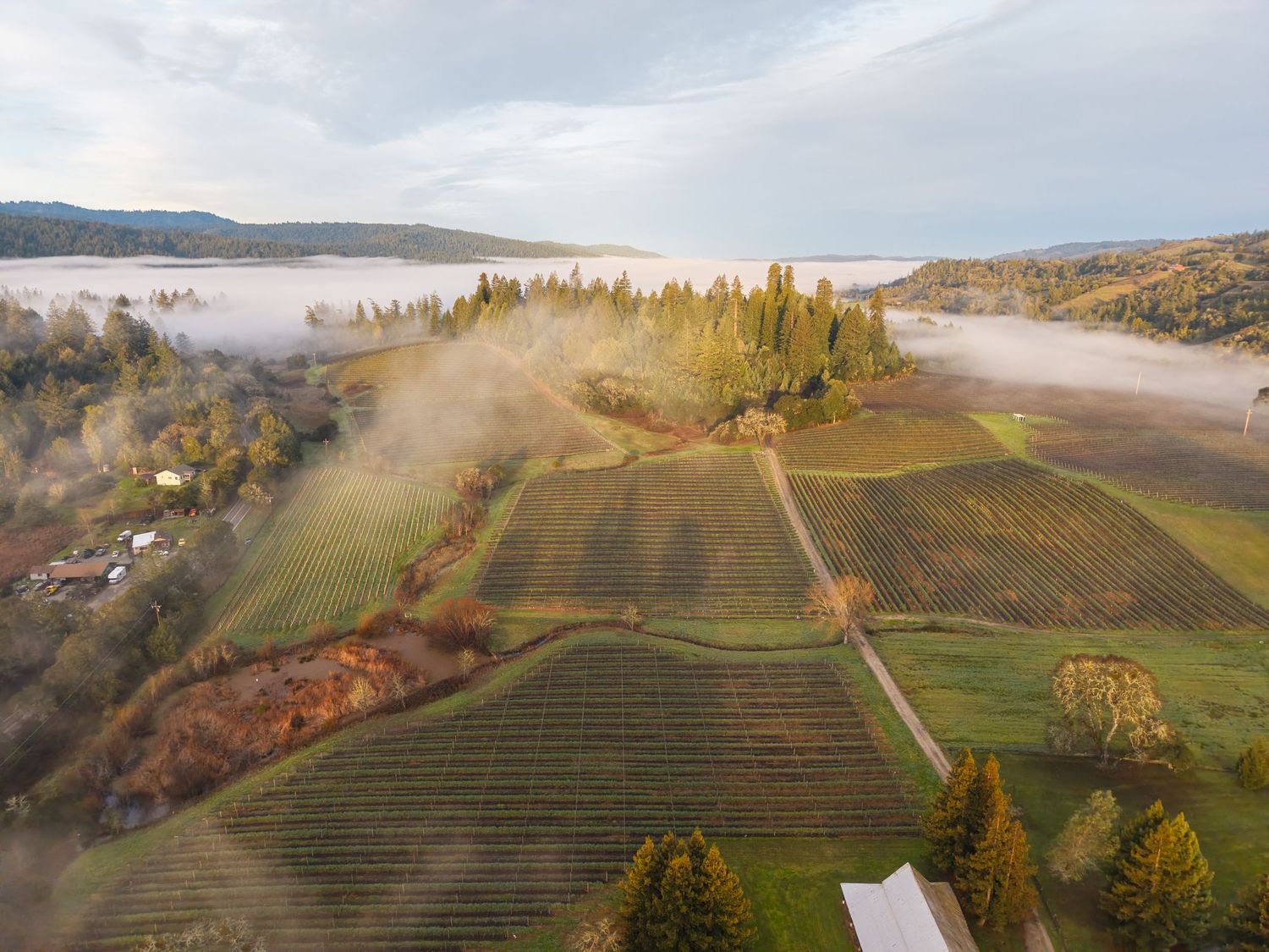 Aerial view of a lush vineyard surrounded by misty fog, tall evergreen trees, and rolling hills at sunrise.