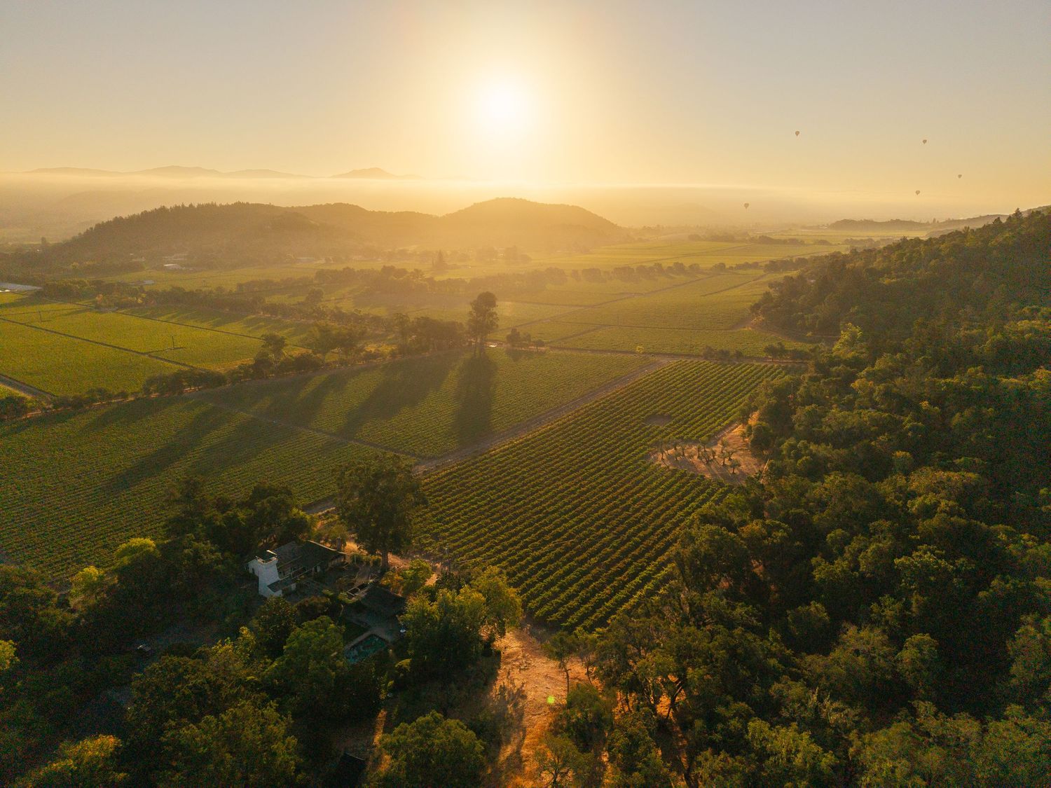 Aerial sunset view over lush green vineyard rows nestled among rolling hills and trees in wine country.