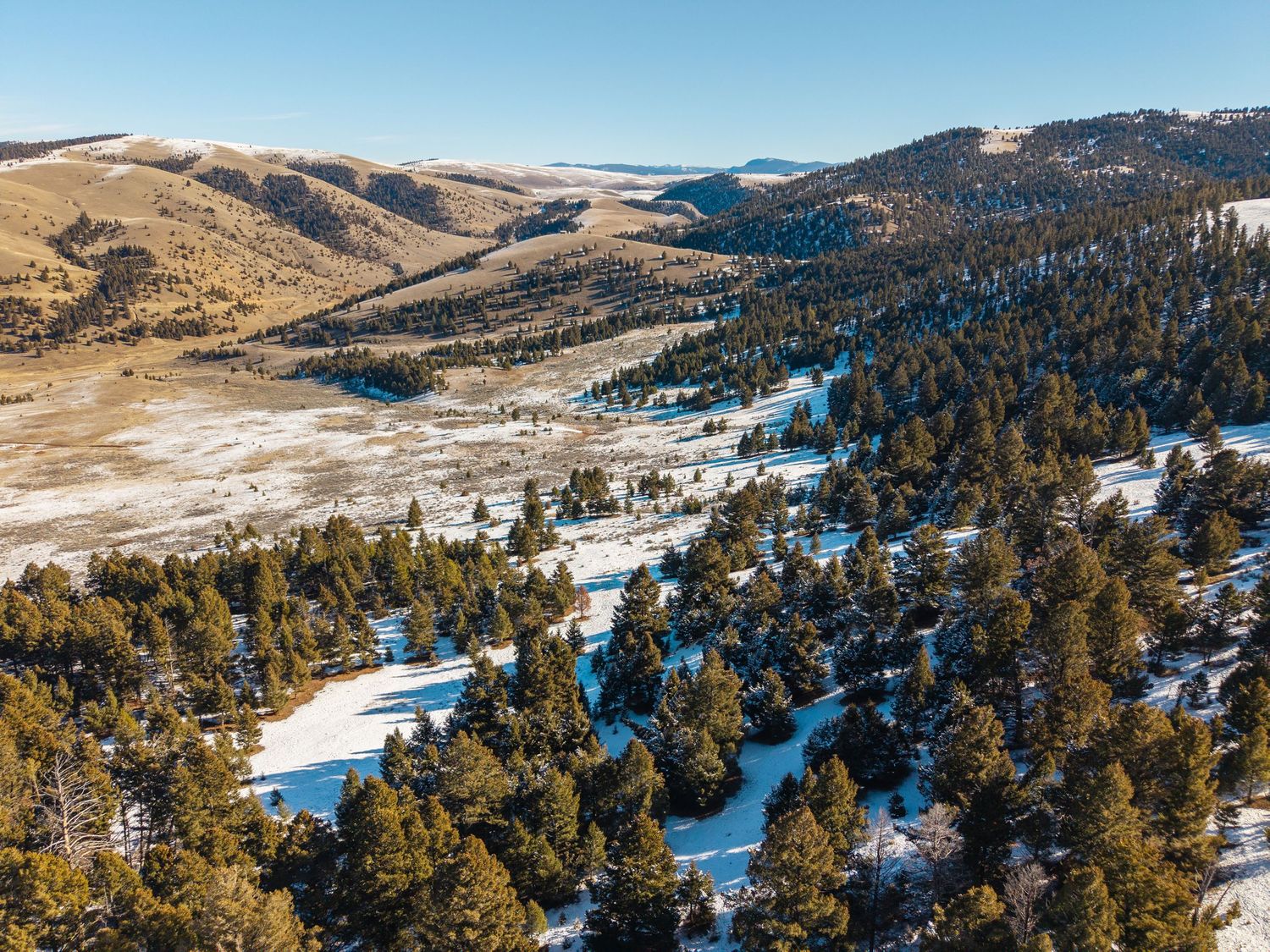 Aerial winter view of snow-dusted pine forest and open valley in Montana hills under clear blue sky.