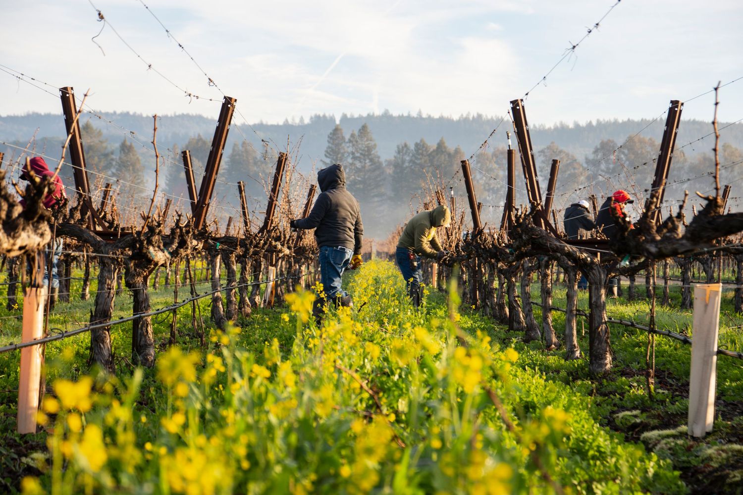 Yellow wildflowers blooming between dormant grapevines in early spring.