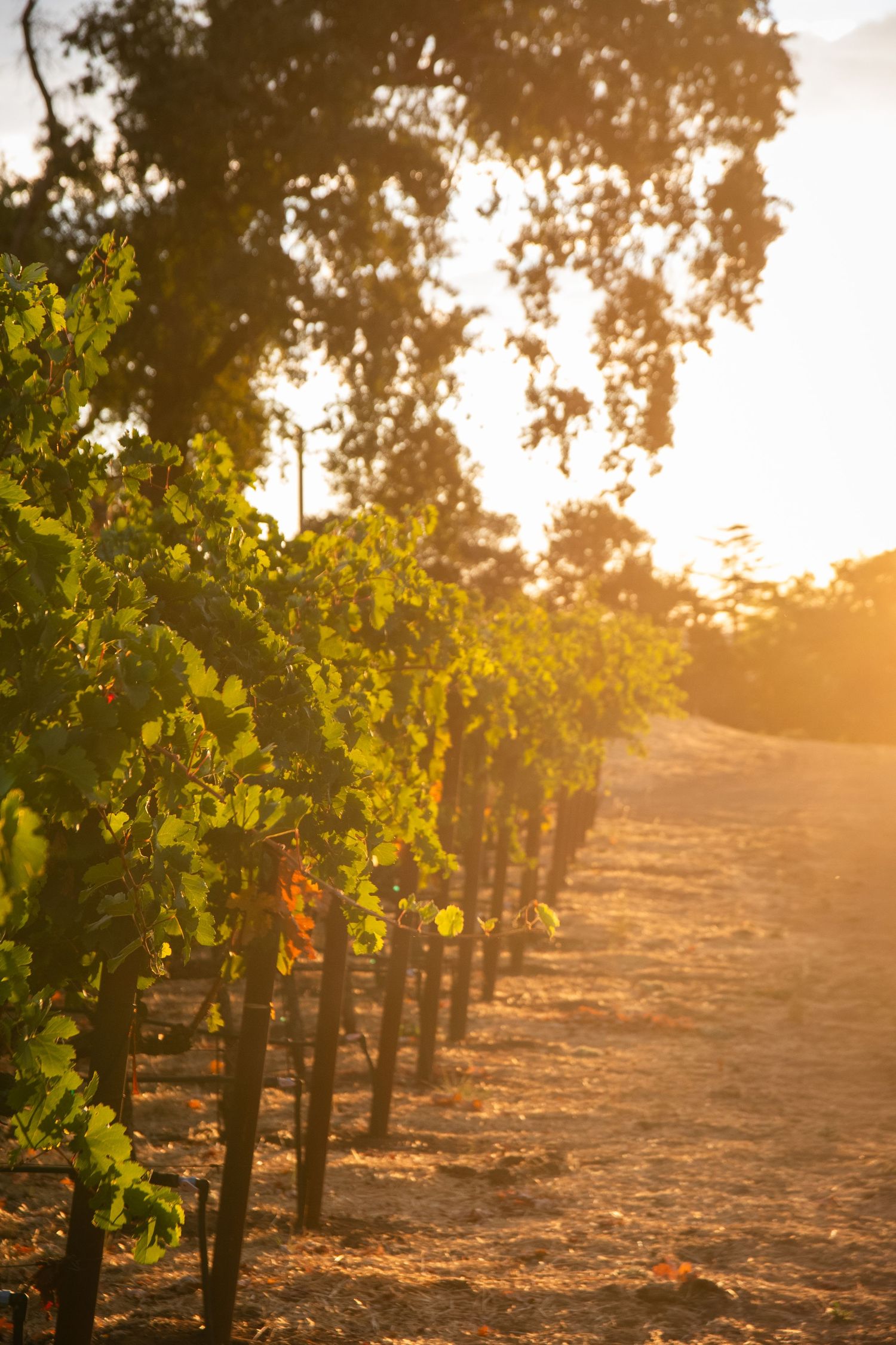 Golden sunset light illuminates rows of lush grapevines in a scenic vineyard with tall trees in the background.