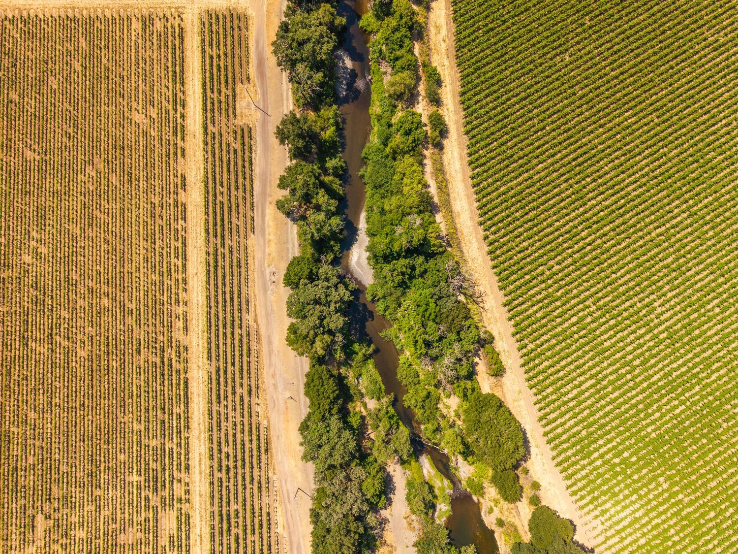 Aerial view of agricultural fields with a tree-lined irrigation canal dividing golden and green crop rows.