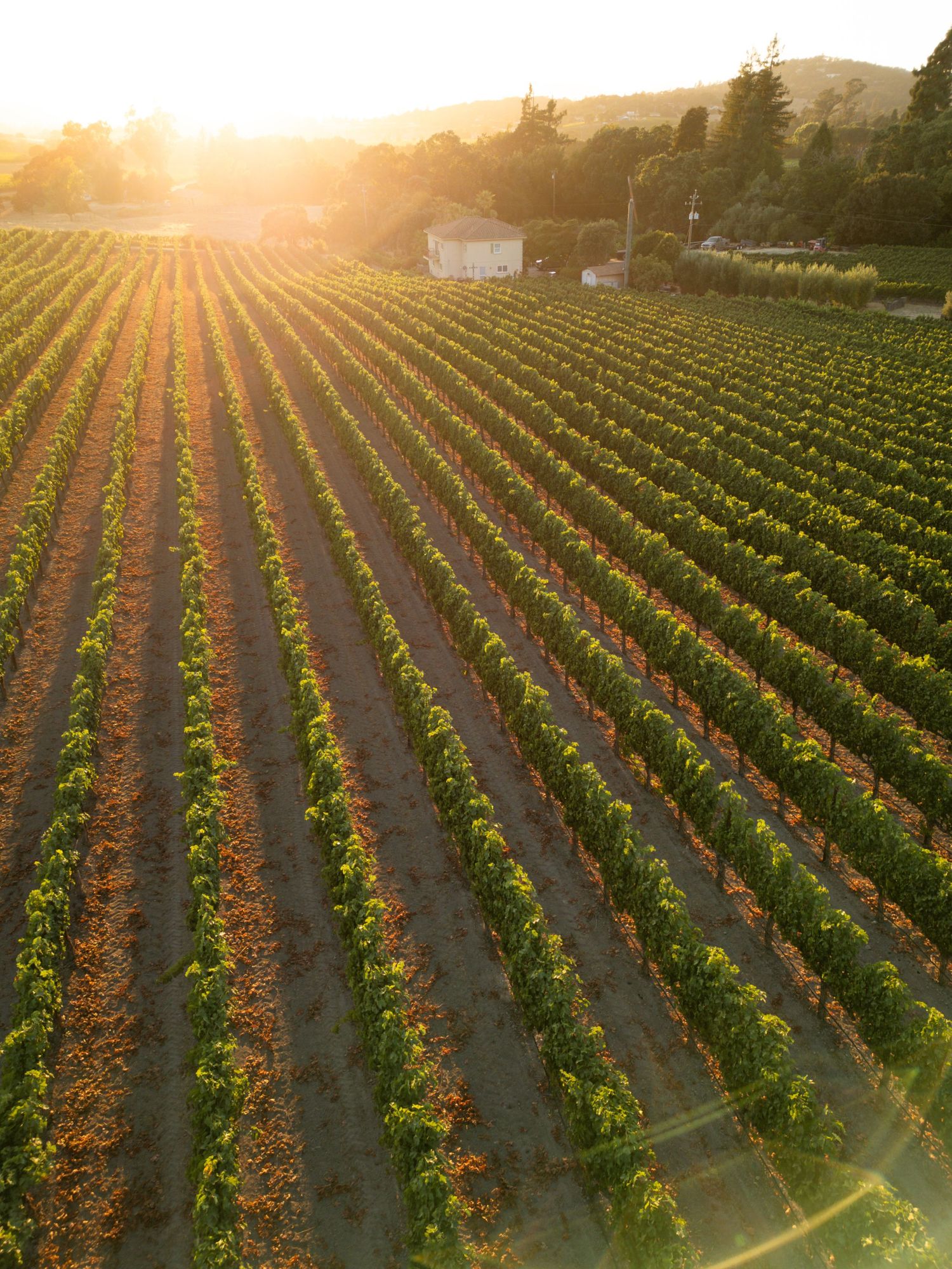 Aerial view of lush vineyard rows bathed in golden sunset light with trees and a small building in background.