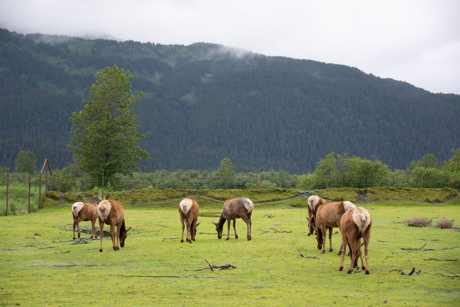 Wild horses grazing in lush green field with forested mountains in background.
