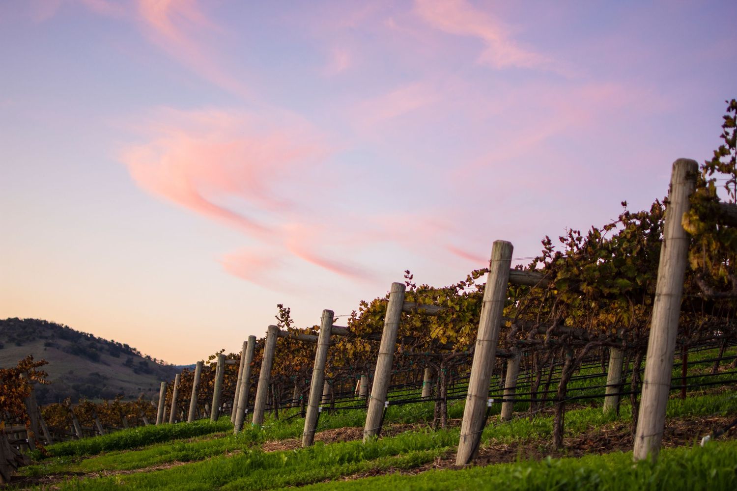 Vineyard posts and vines silhouetted against a pink and purple sunset sky.