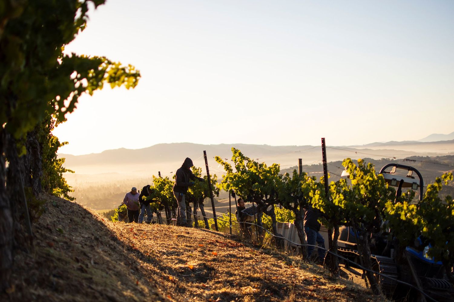 Vineyard rows stretching across hillside during sunset golden hour.