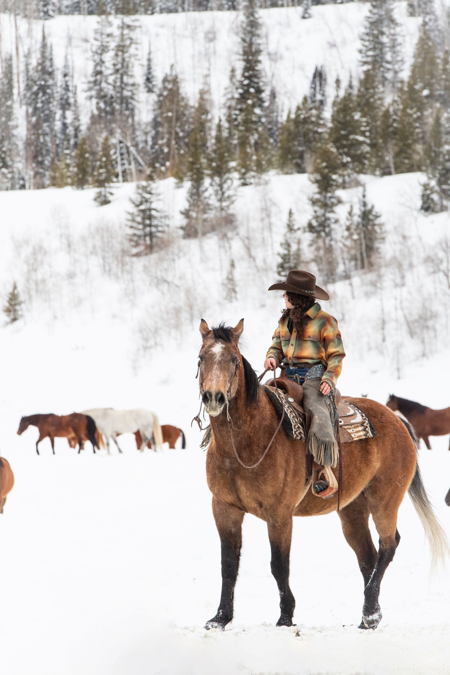 Horse and rider in winter landscape with herd of horses in snowy background.