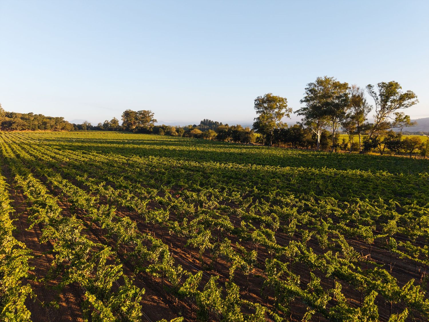 Lush green vineyard rows stretching across red soil farmland at golden hour with trees and clear blue sky.