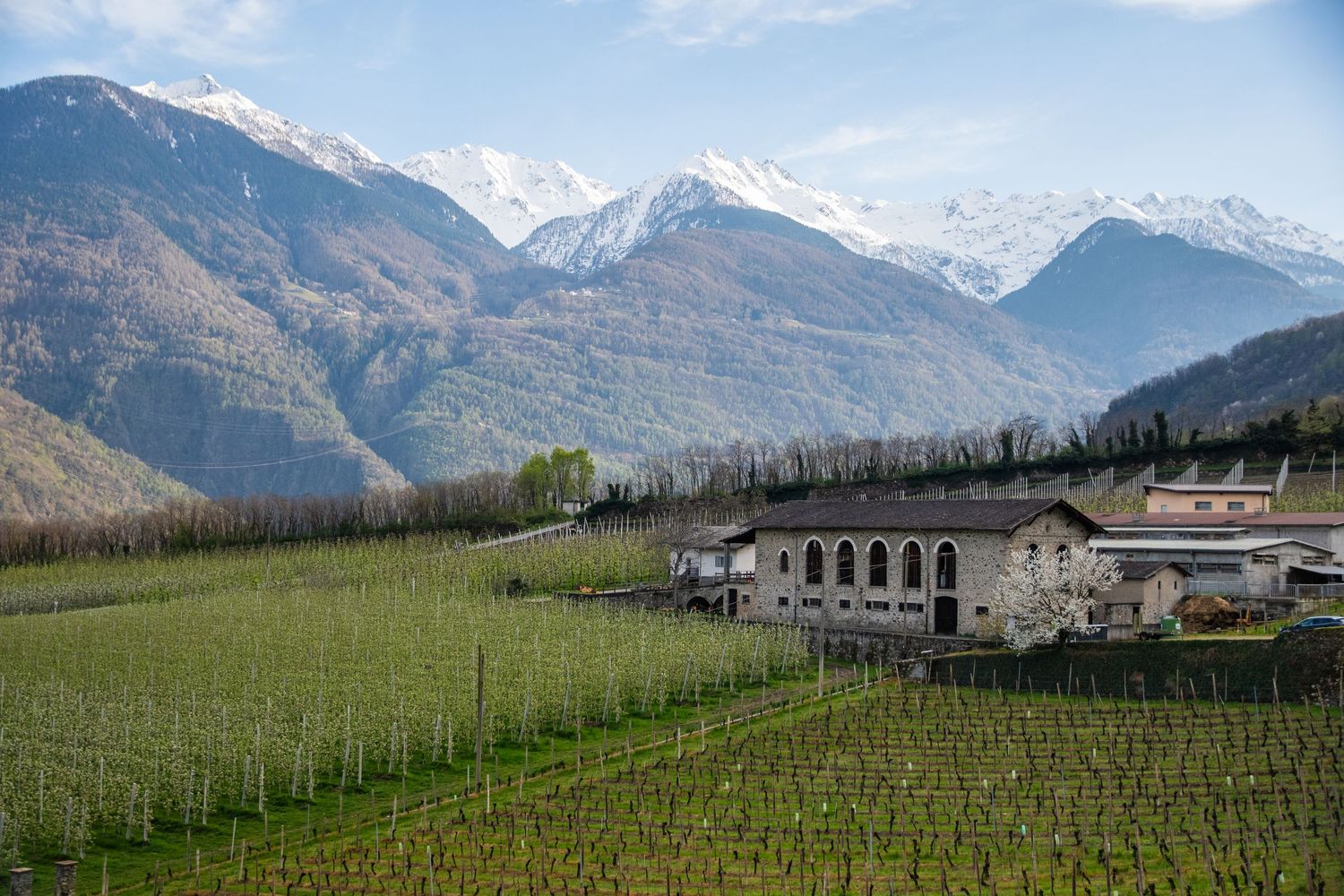 Mountain vineyard with stone buildings and snow-capped peaks in the distance.