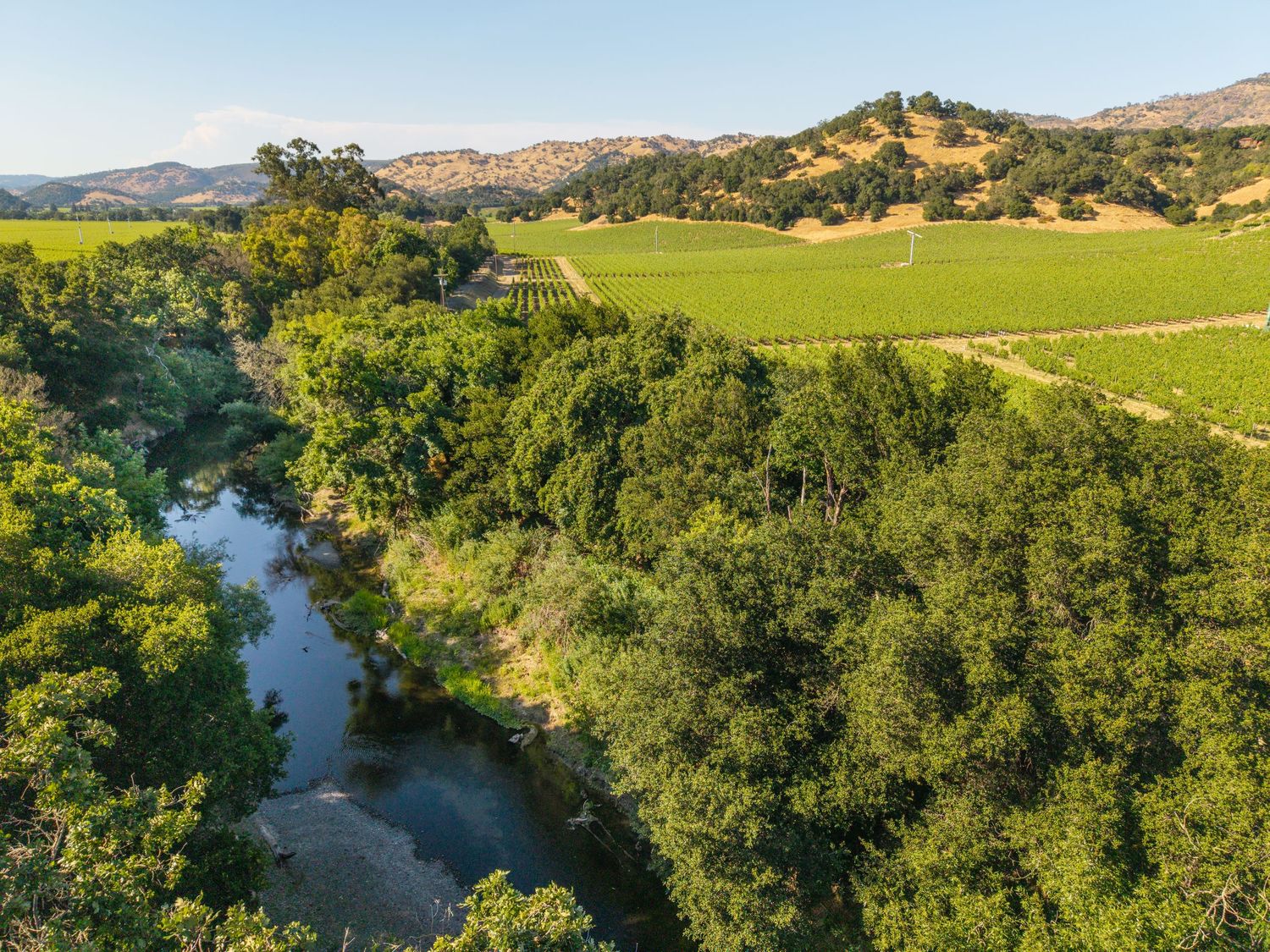 Aerial view of a serene river winding through dense trees beside green vineyard fields and rolling hills.