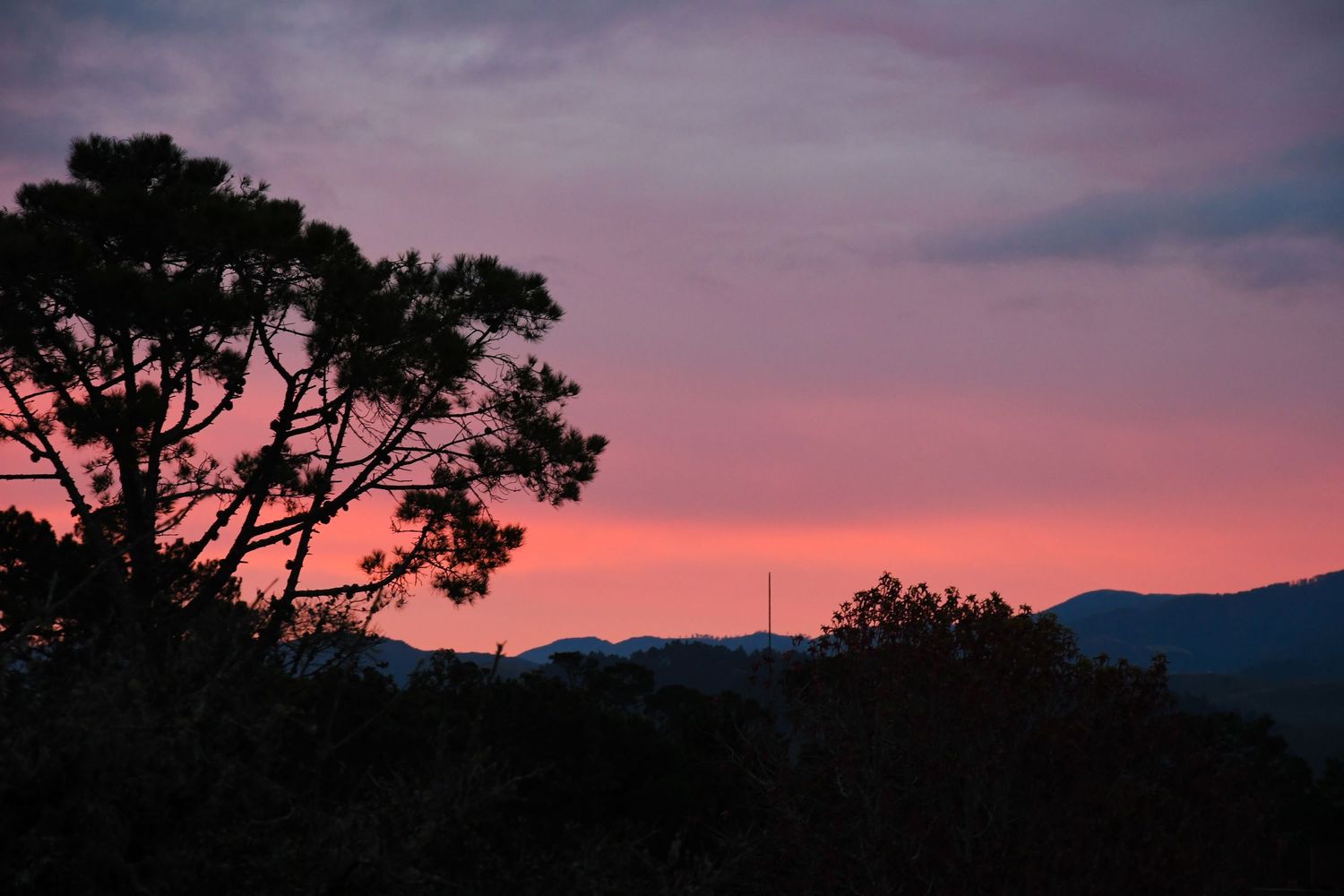 Tree silhouette against pink and purple sunset sky with mountains.