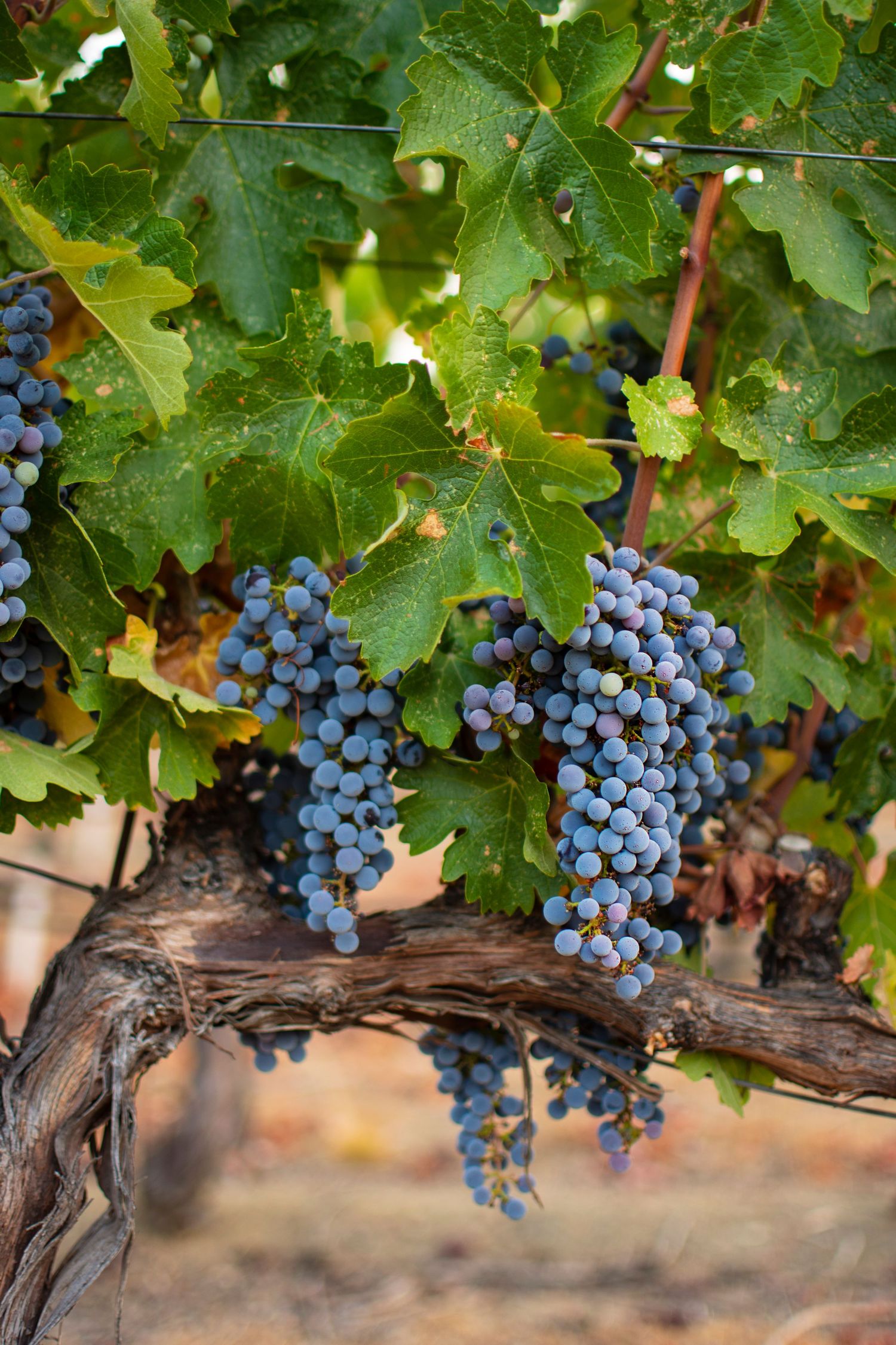 Ripe purple wine grapes hanging from vines with green leaves in a vineyard.