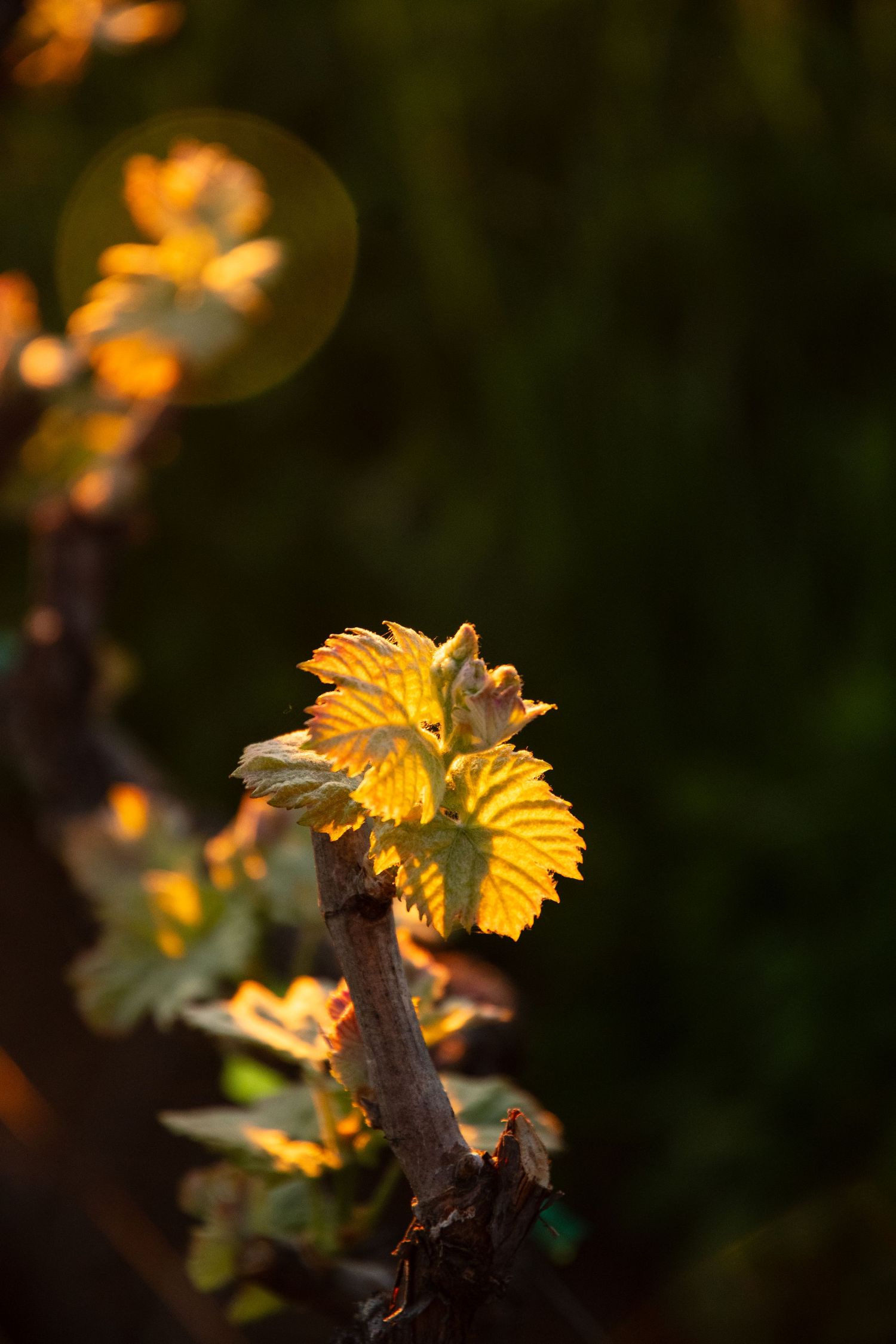 Golden grape vine leaves glowing in warm sunlight against a dark green bokeh background in a vineyard.