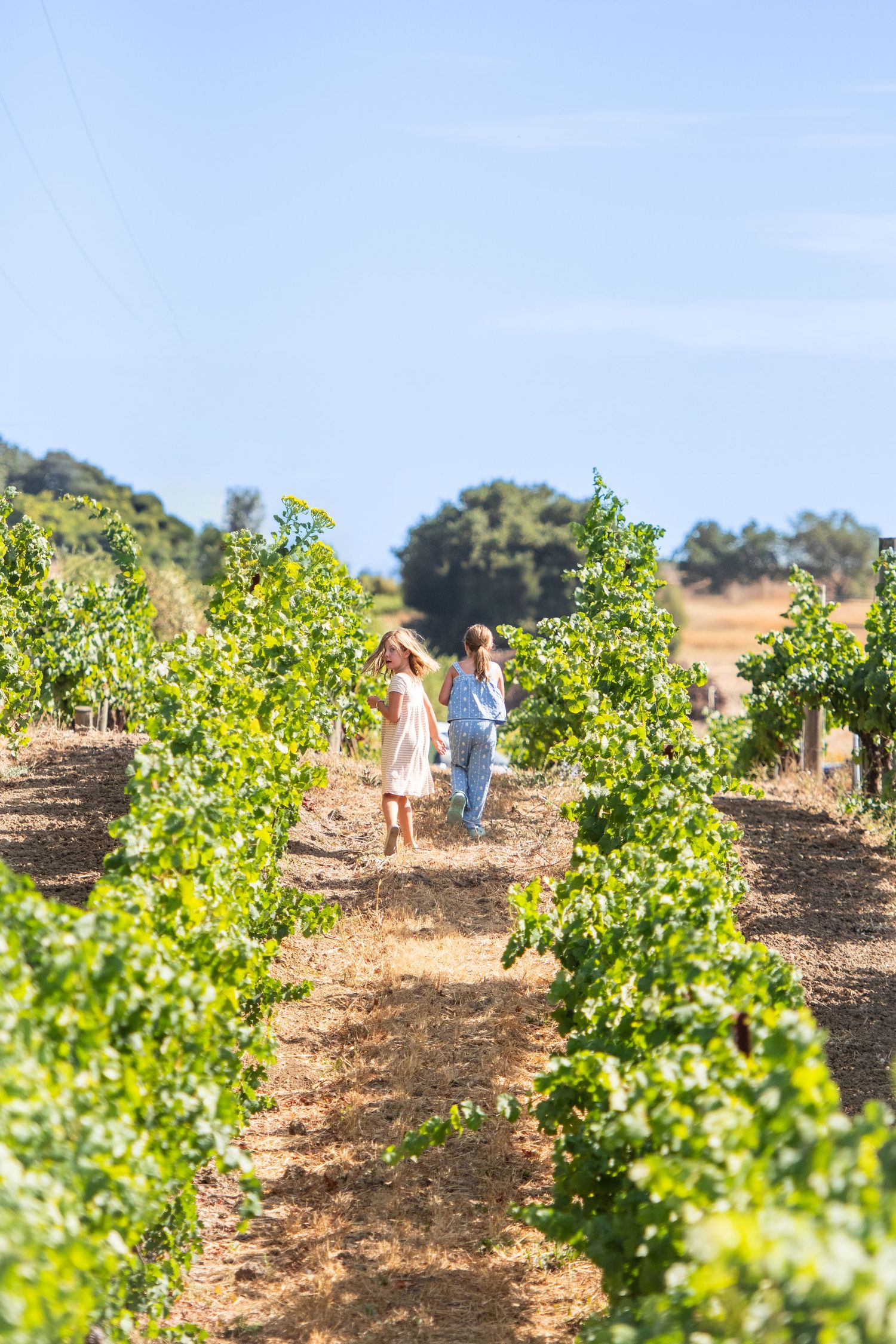 Rows of green grapevines stretching across a sun-drenched hillside vineyard.