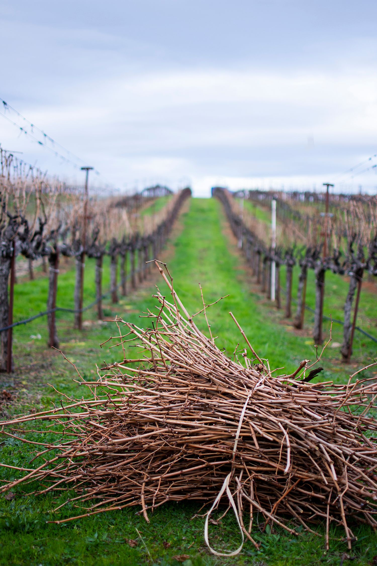 Pruned grapevine branches bundled between dormant winter vineyard rows.