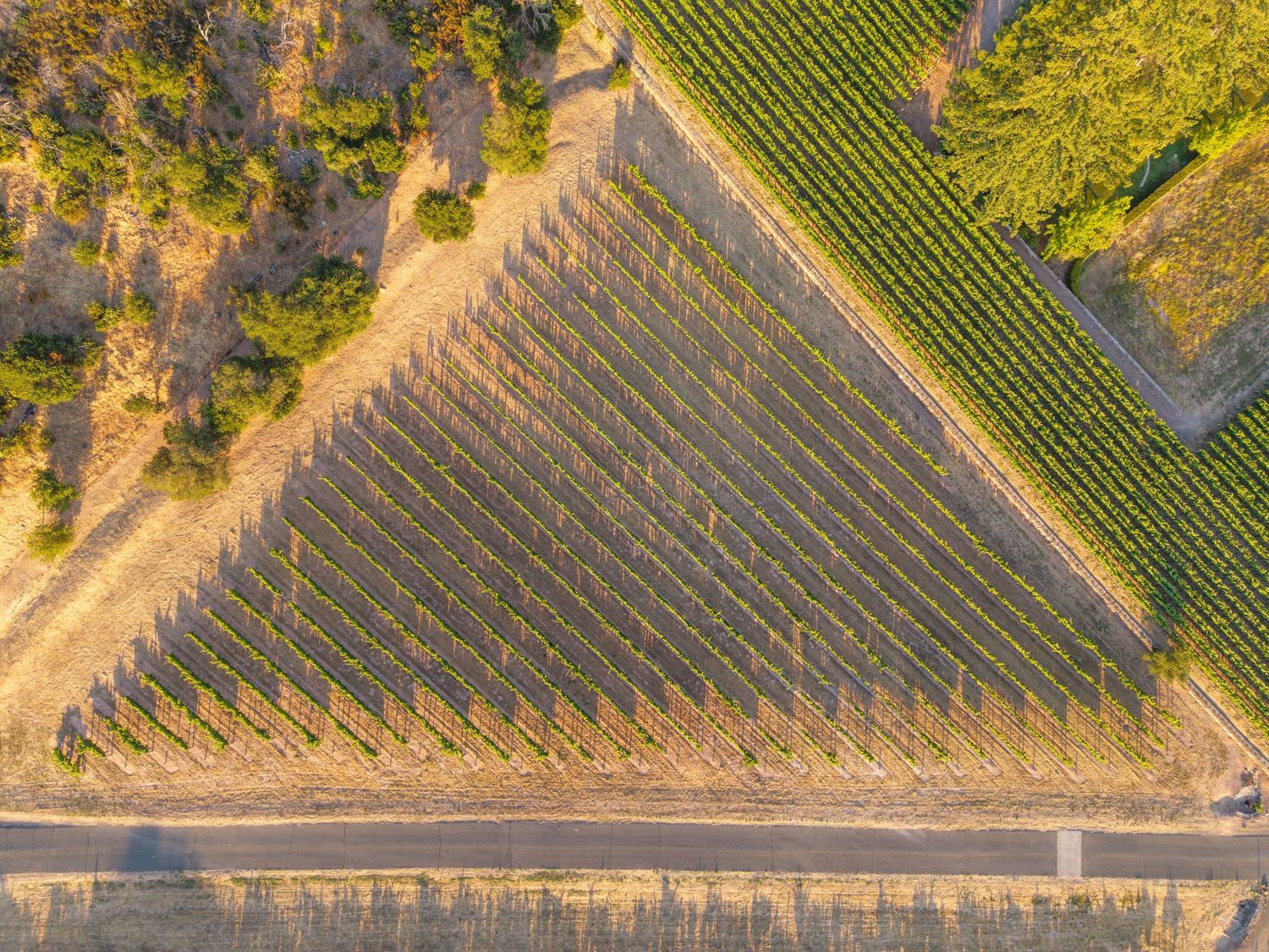 Aerial view of a triangular vineyard with rows of grapevines beside a road and green trees.