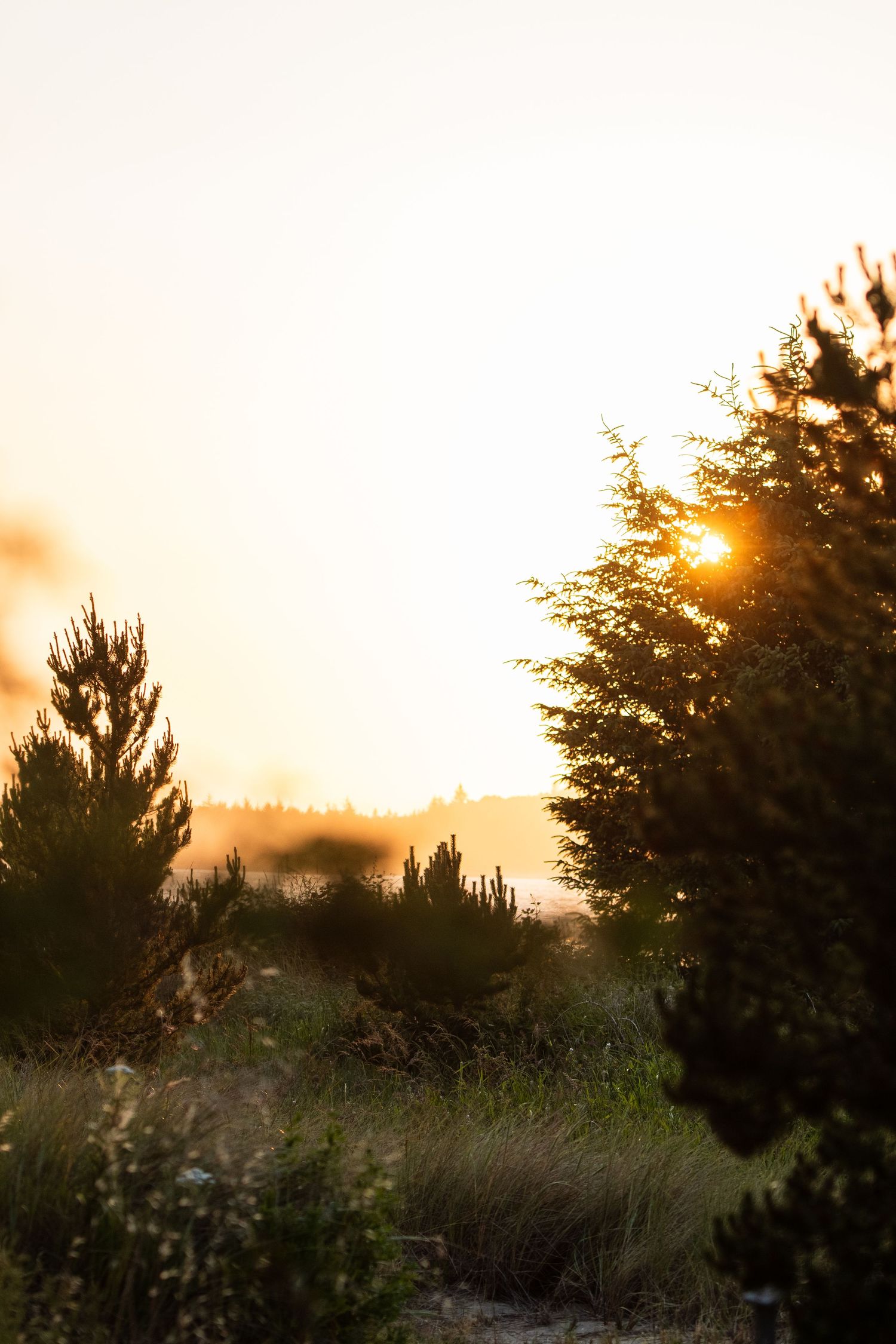 Sunset peeks through evergreen trees creating a golden silhouette against the sky.
