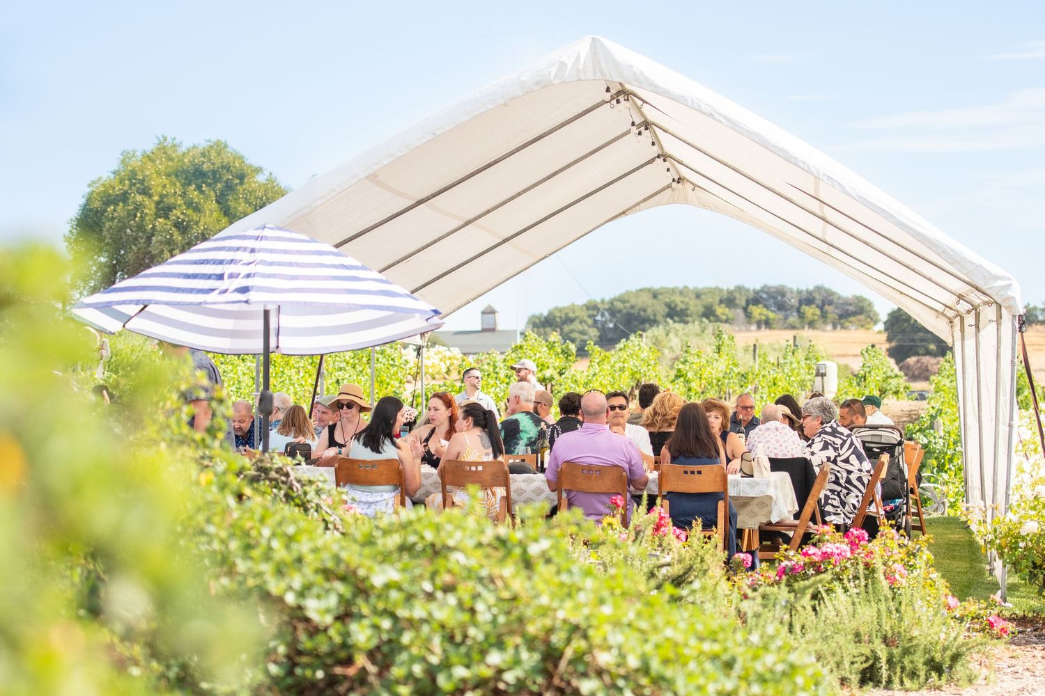 White event tent set up among vineyard rows for outdoor celebration.