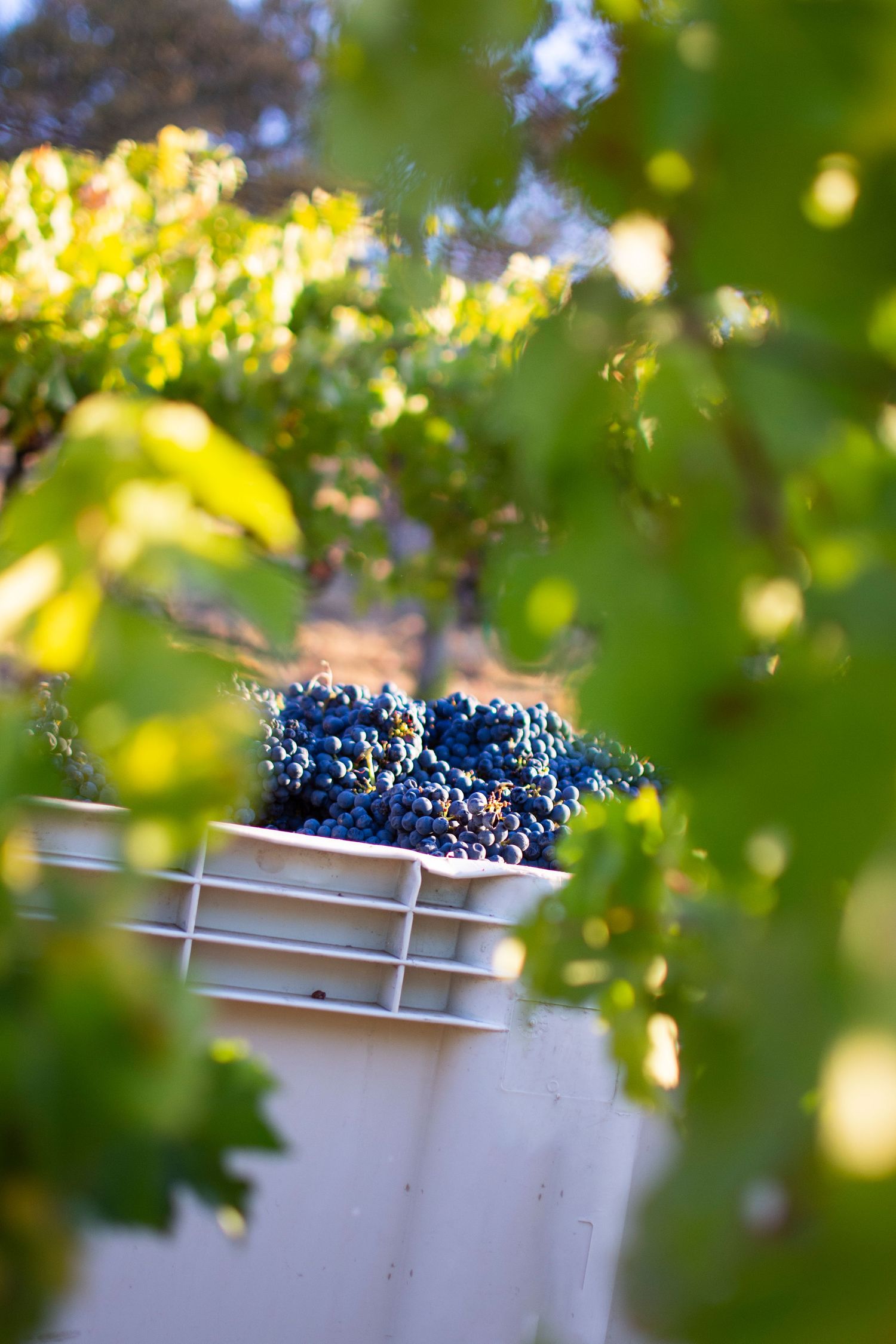Fresh harvested wine grapes in white collection bins framed by green grape leaves.
