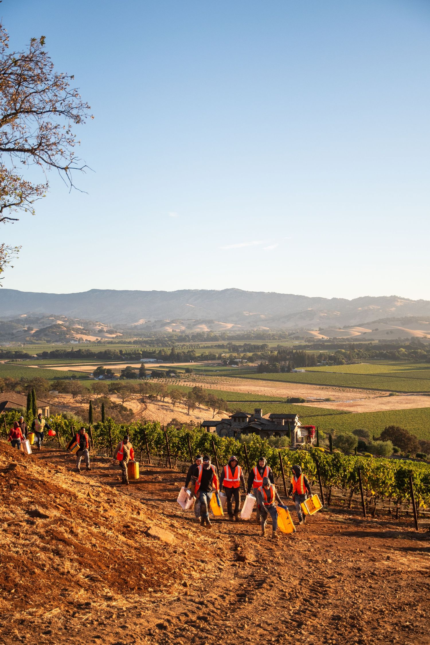 Vineyard workers in orange vests carry harvest bins along a dirt path through grapevines, with rolling valley hills and mountains beyond.